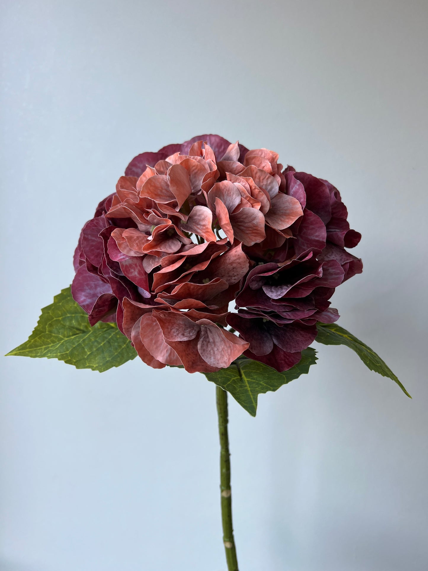 Red/orange hydrangea - bright leaves
