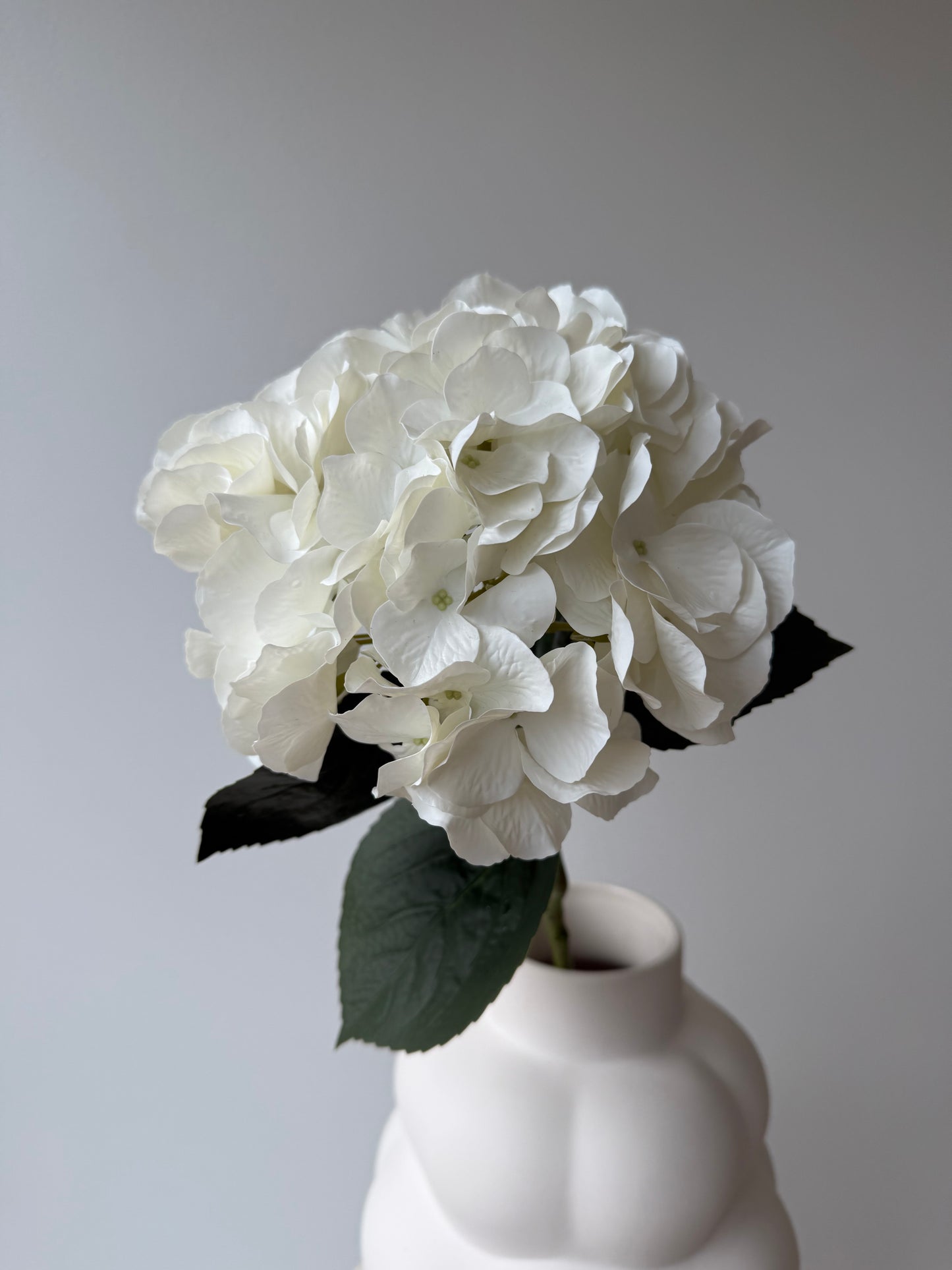 Hydrangea White