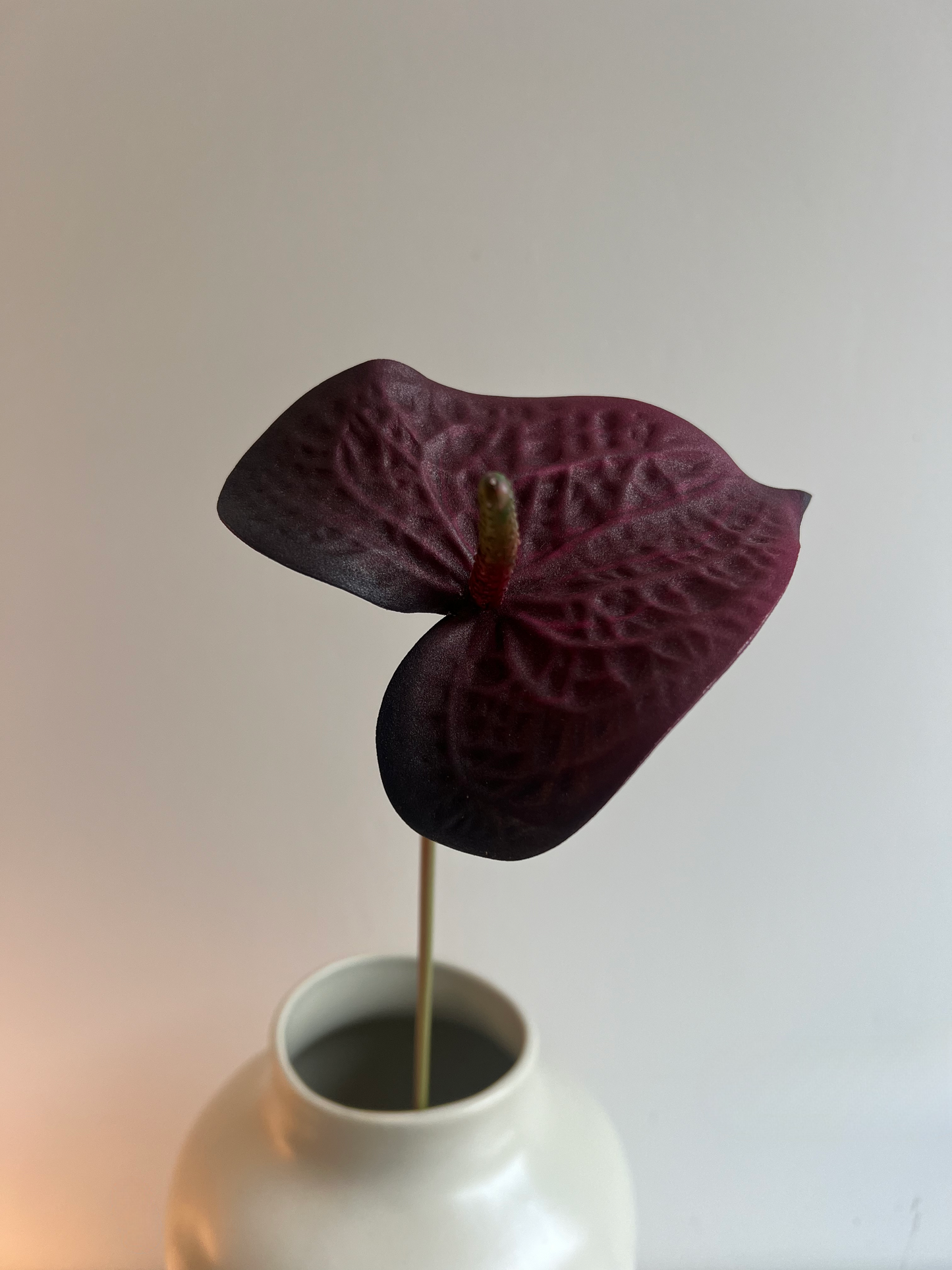 Red anthurium