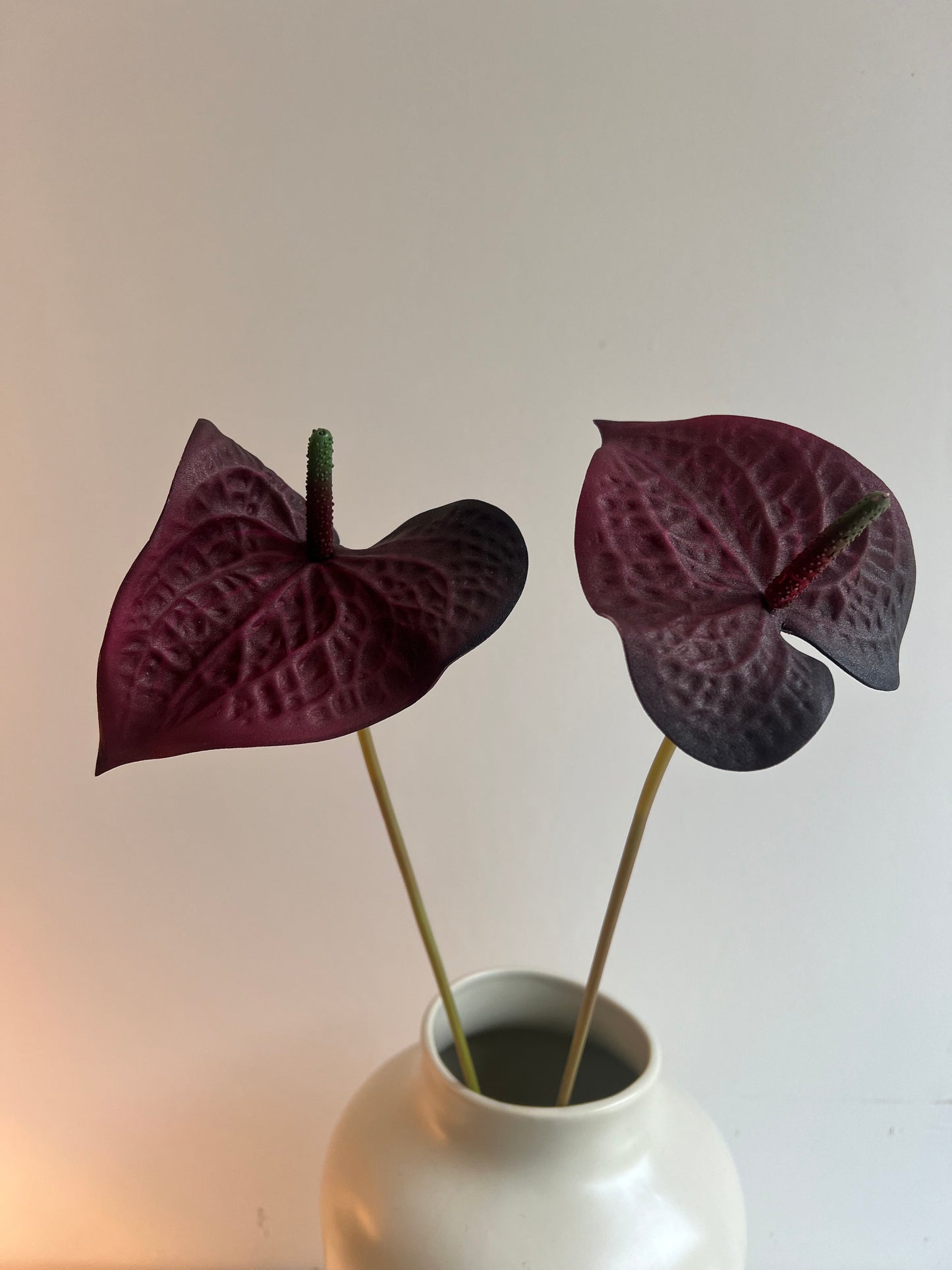 Red anthurium