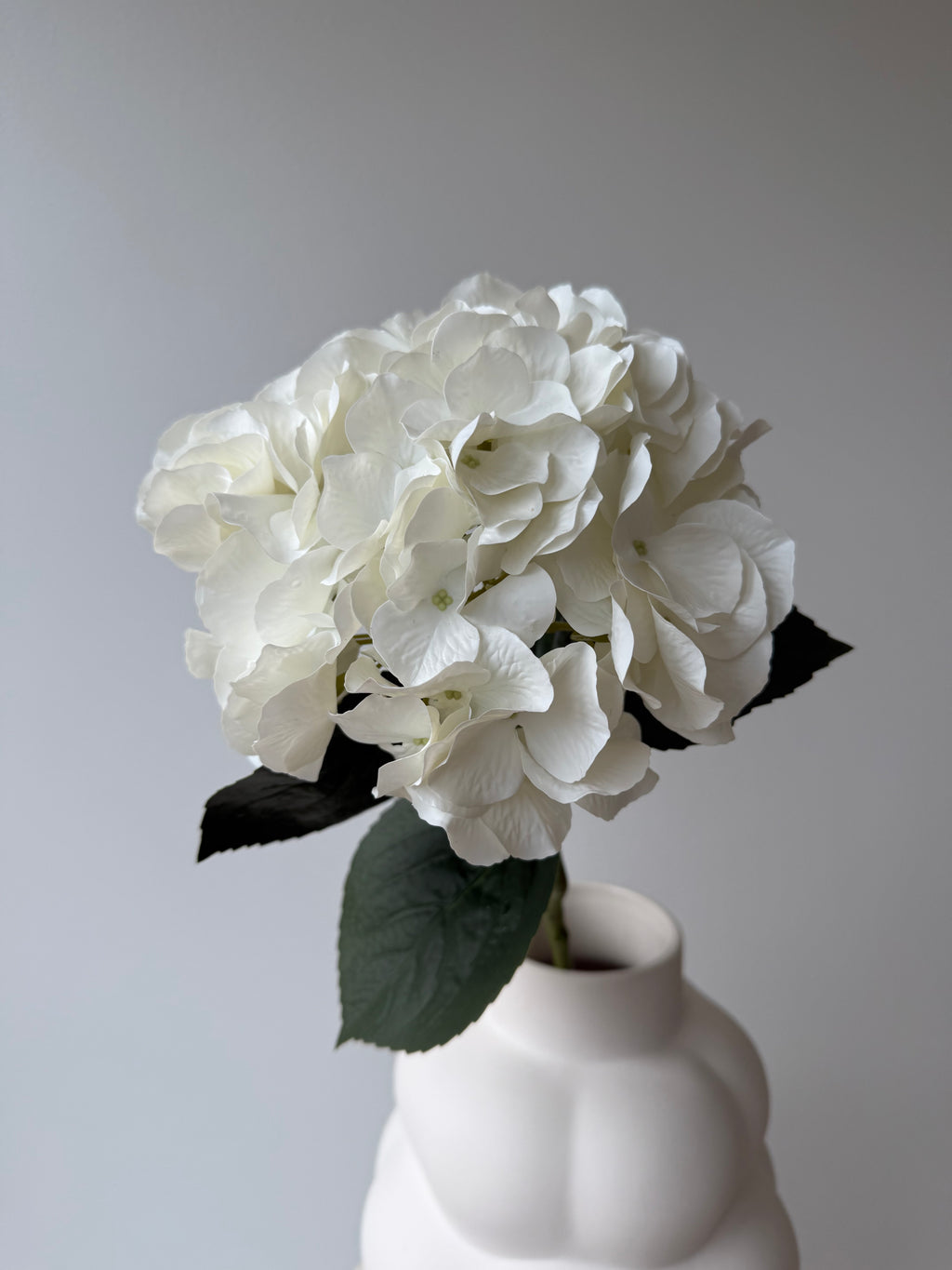 Hydrangea White