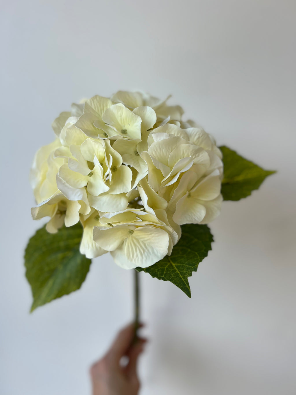 Big hydrangea creme