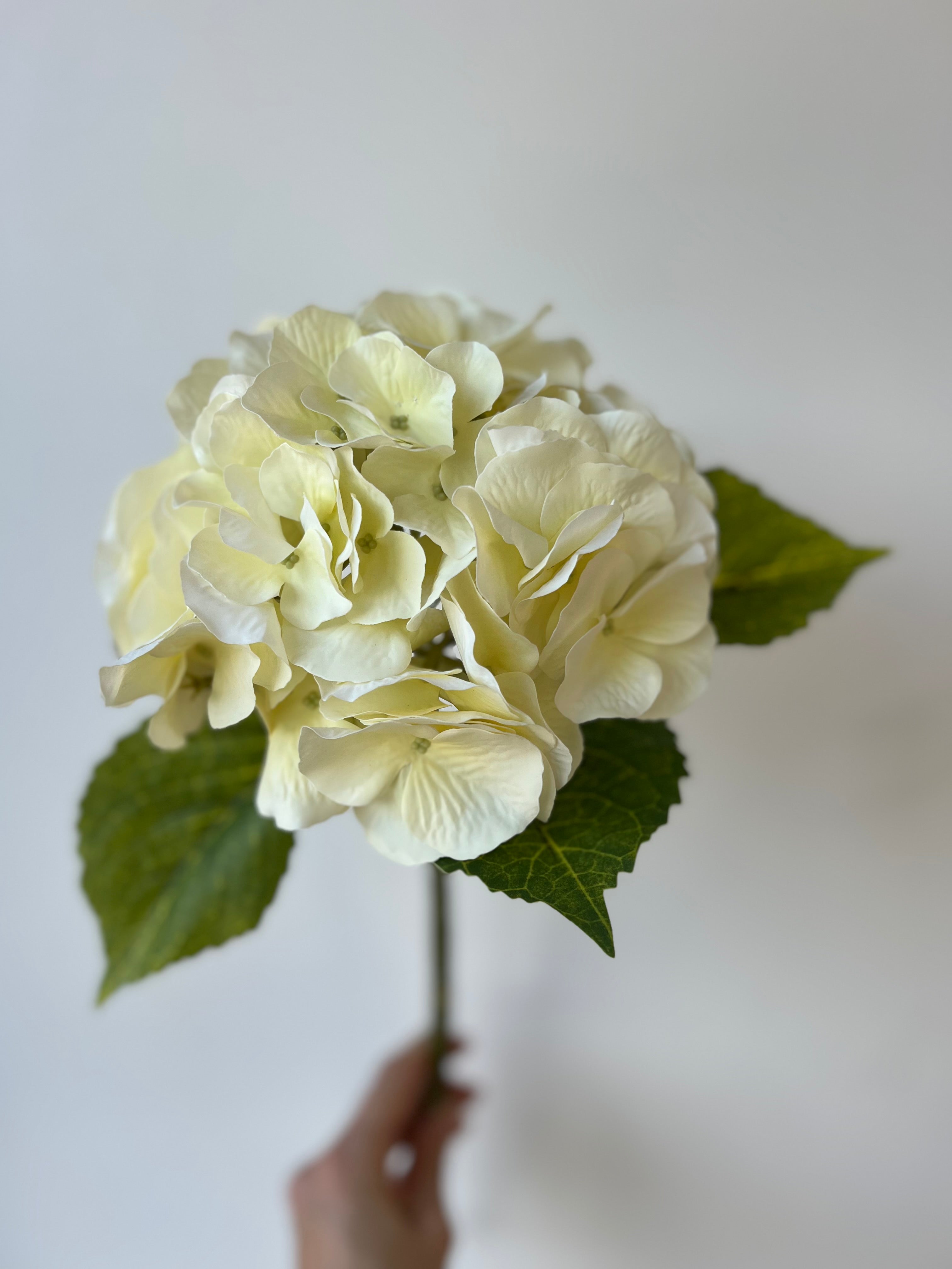 Big hydrangea creme