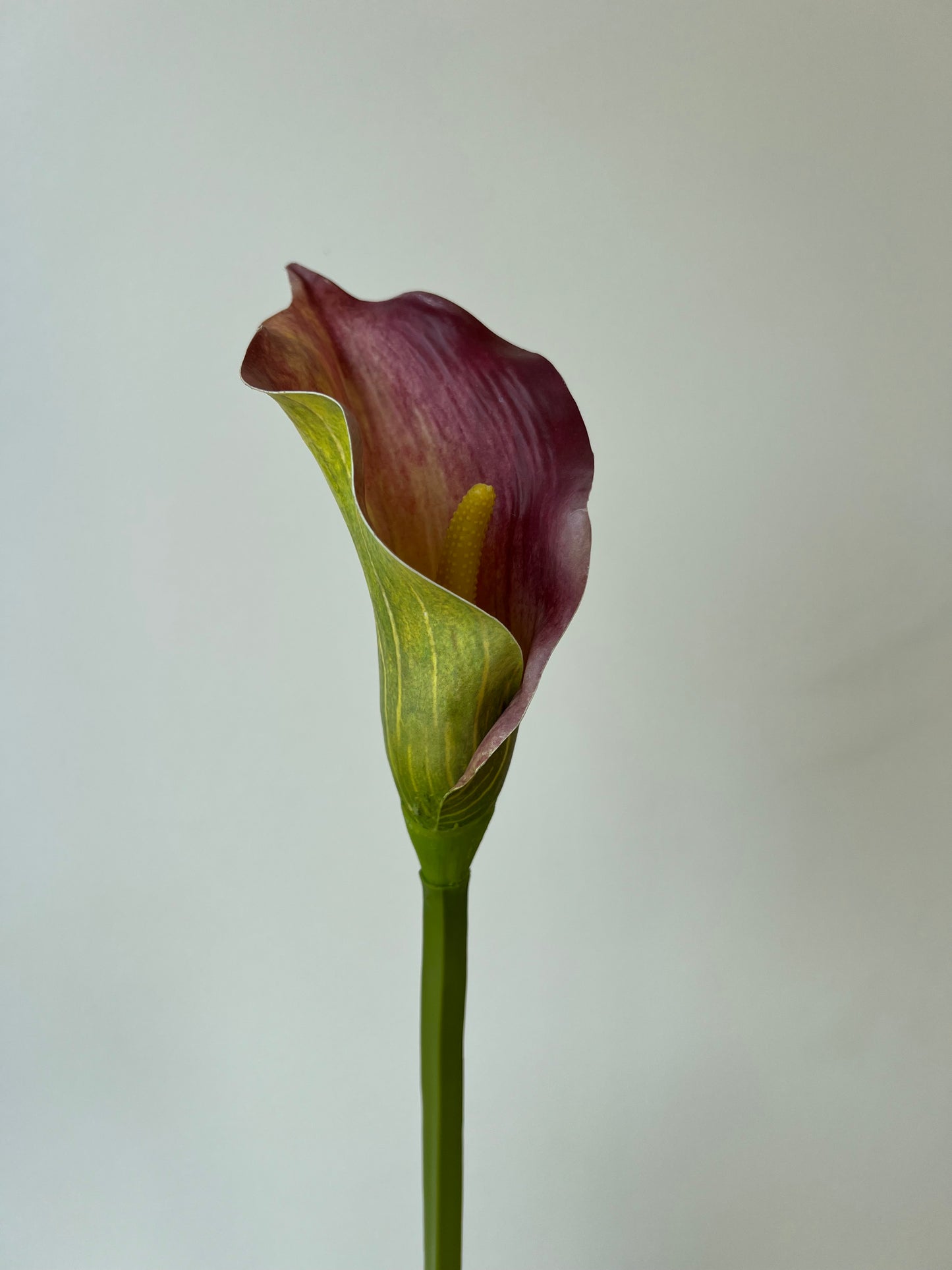 Red calla lilly