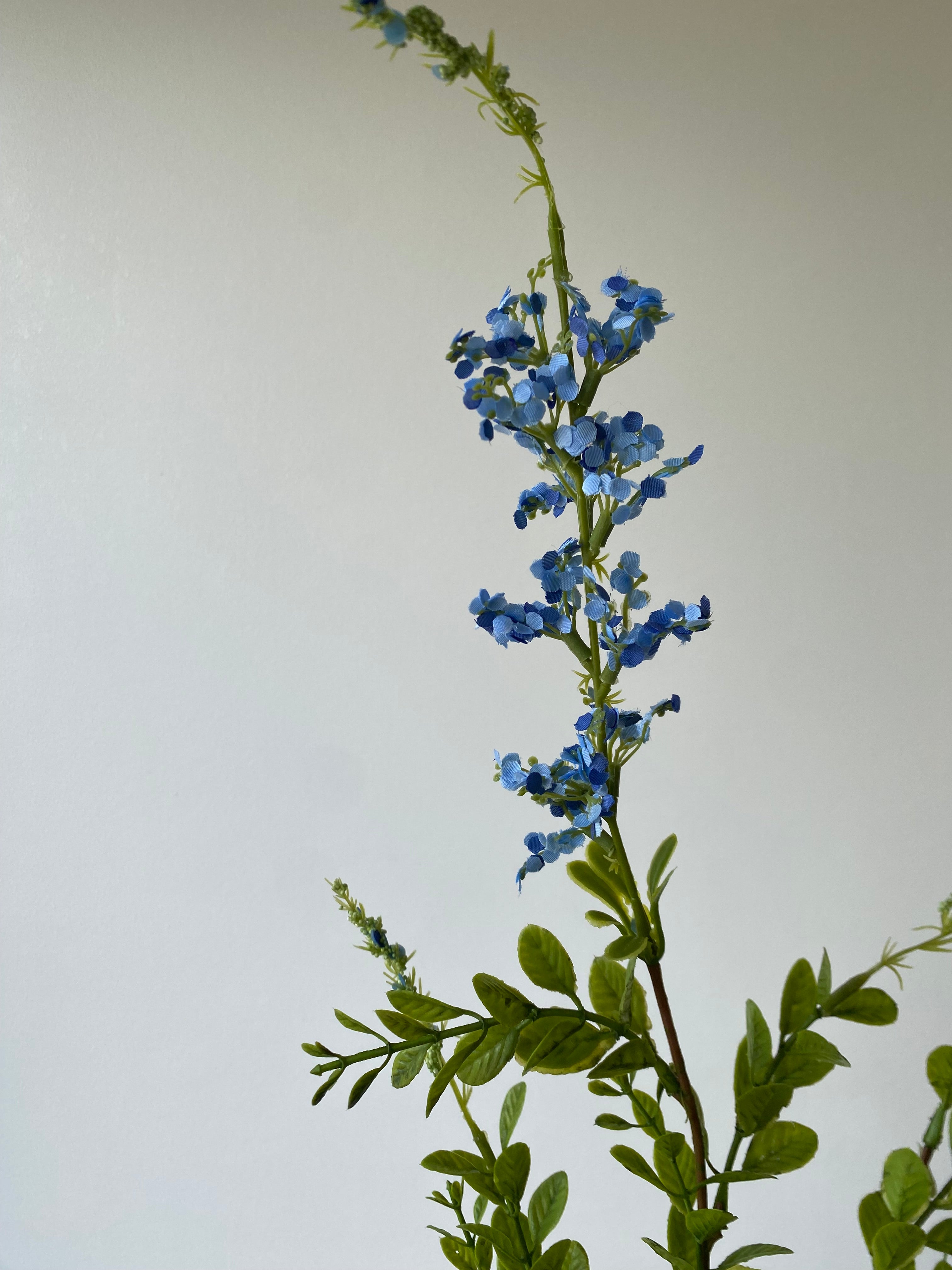 Blue Wild flower