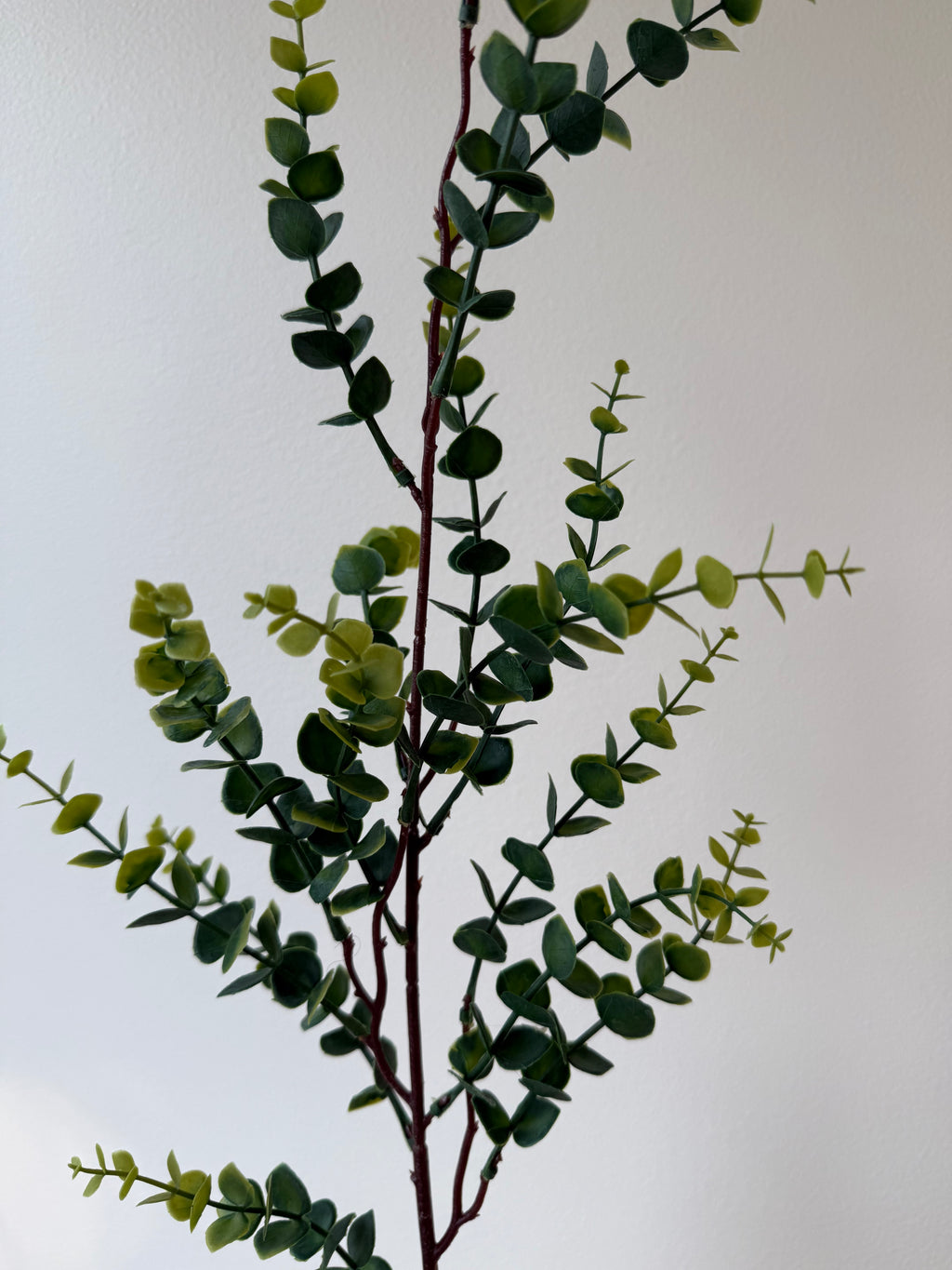 Gummi eucalyptus