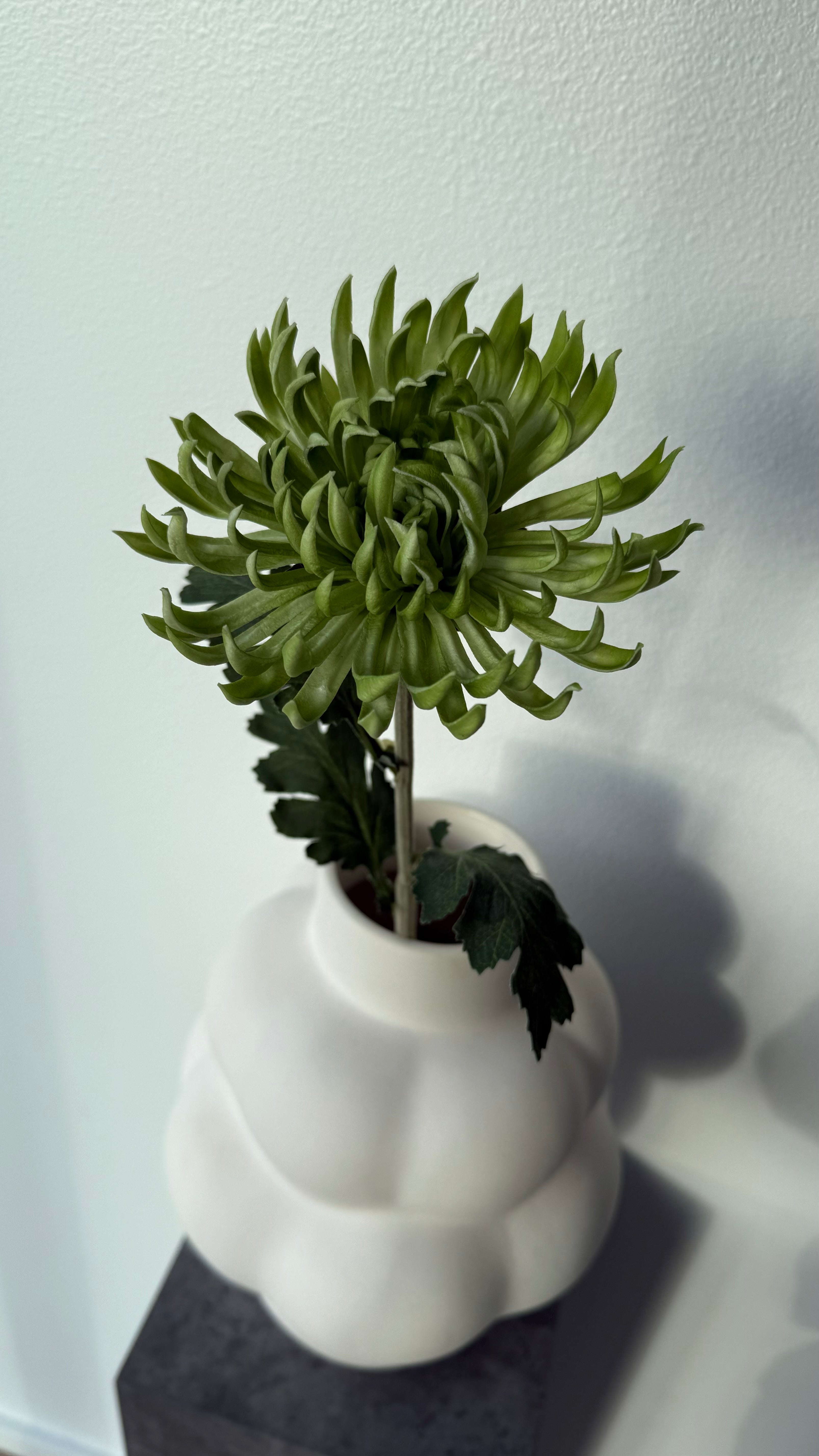 Kaktus dahlia