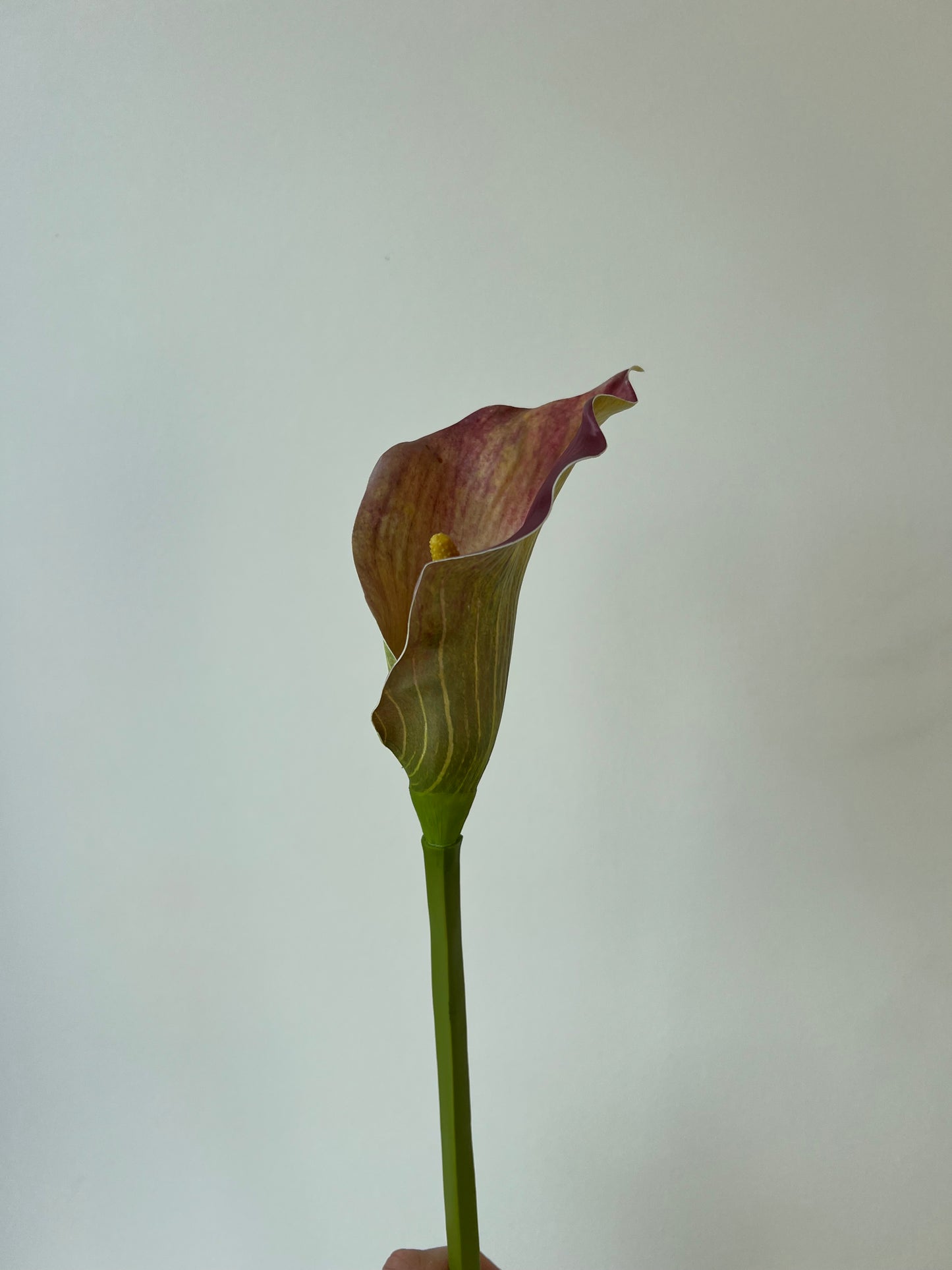 Red calla lilly