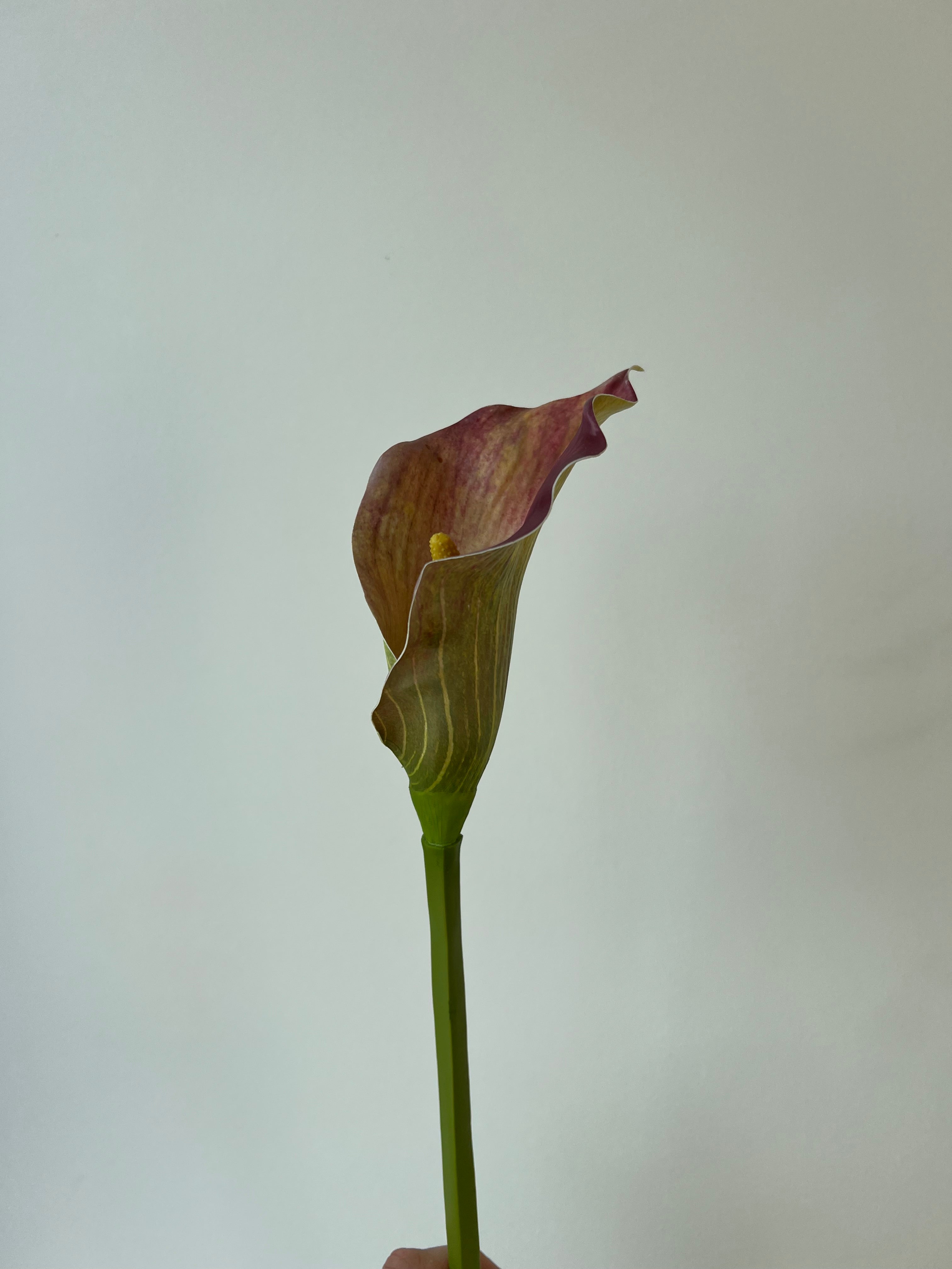 Red calla lily