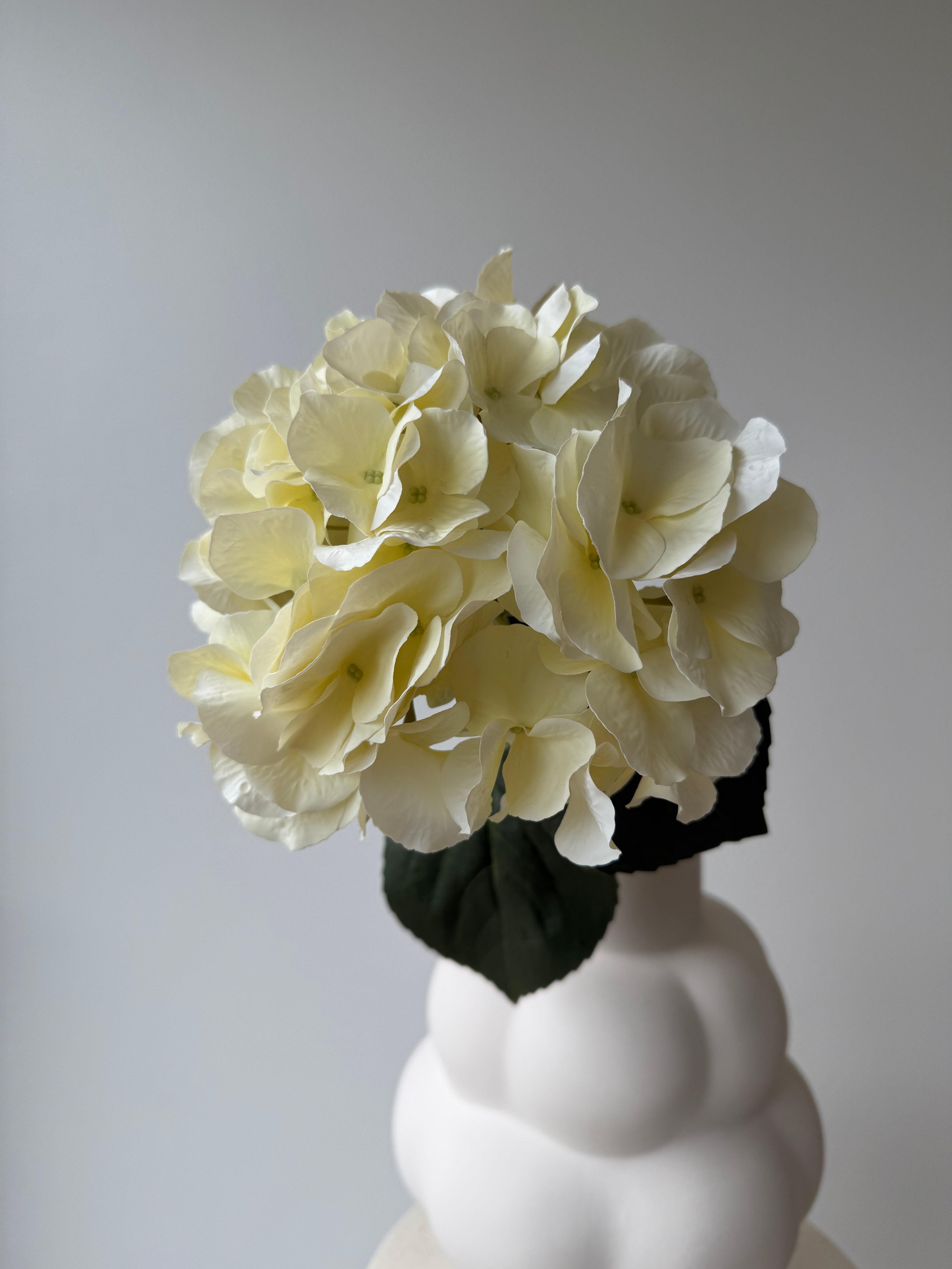 Hydrangea creme