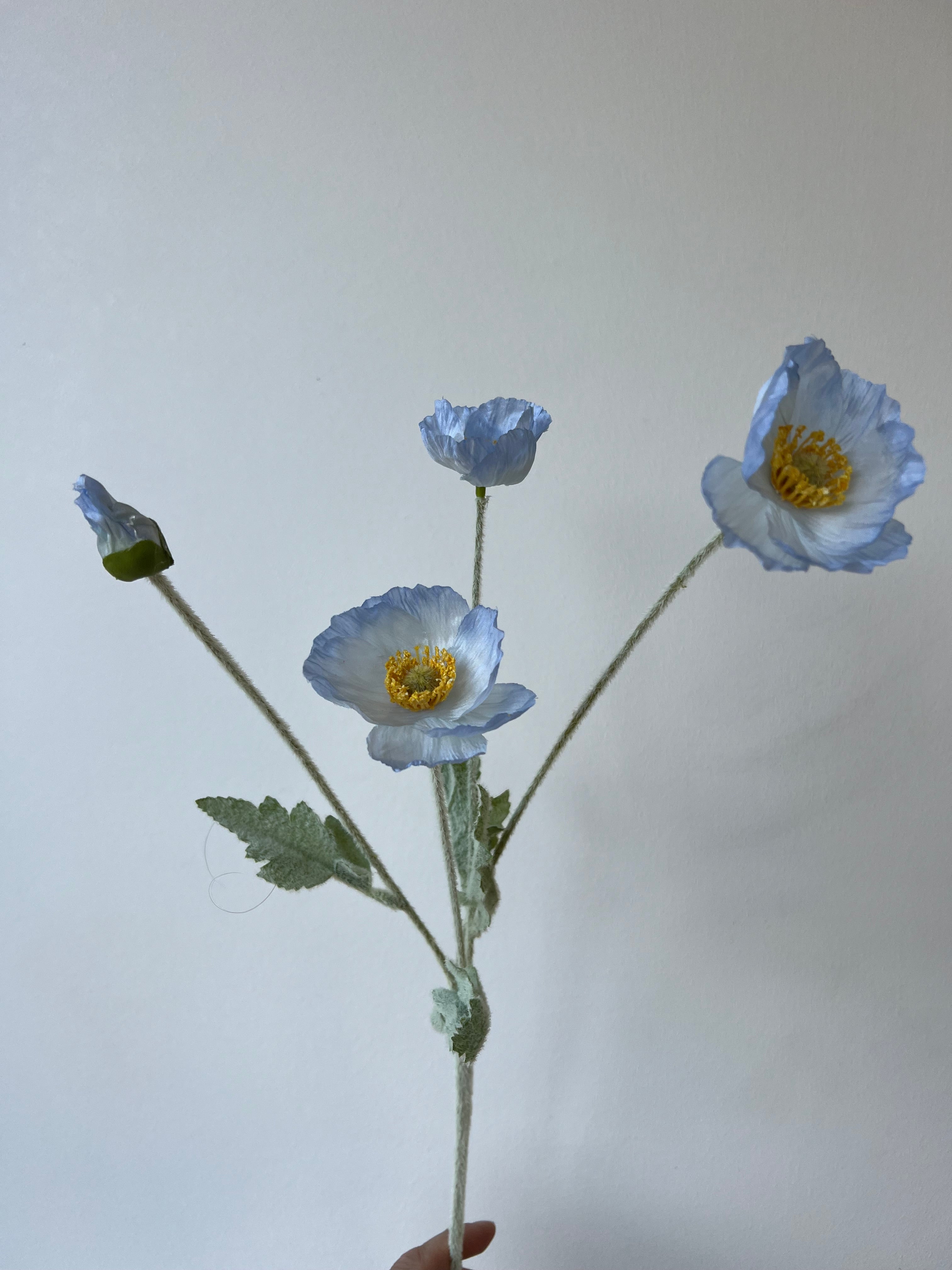 Poppy flower