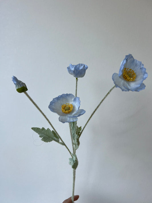 Poppy light blue