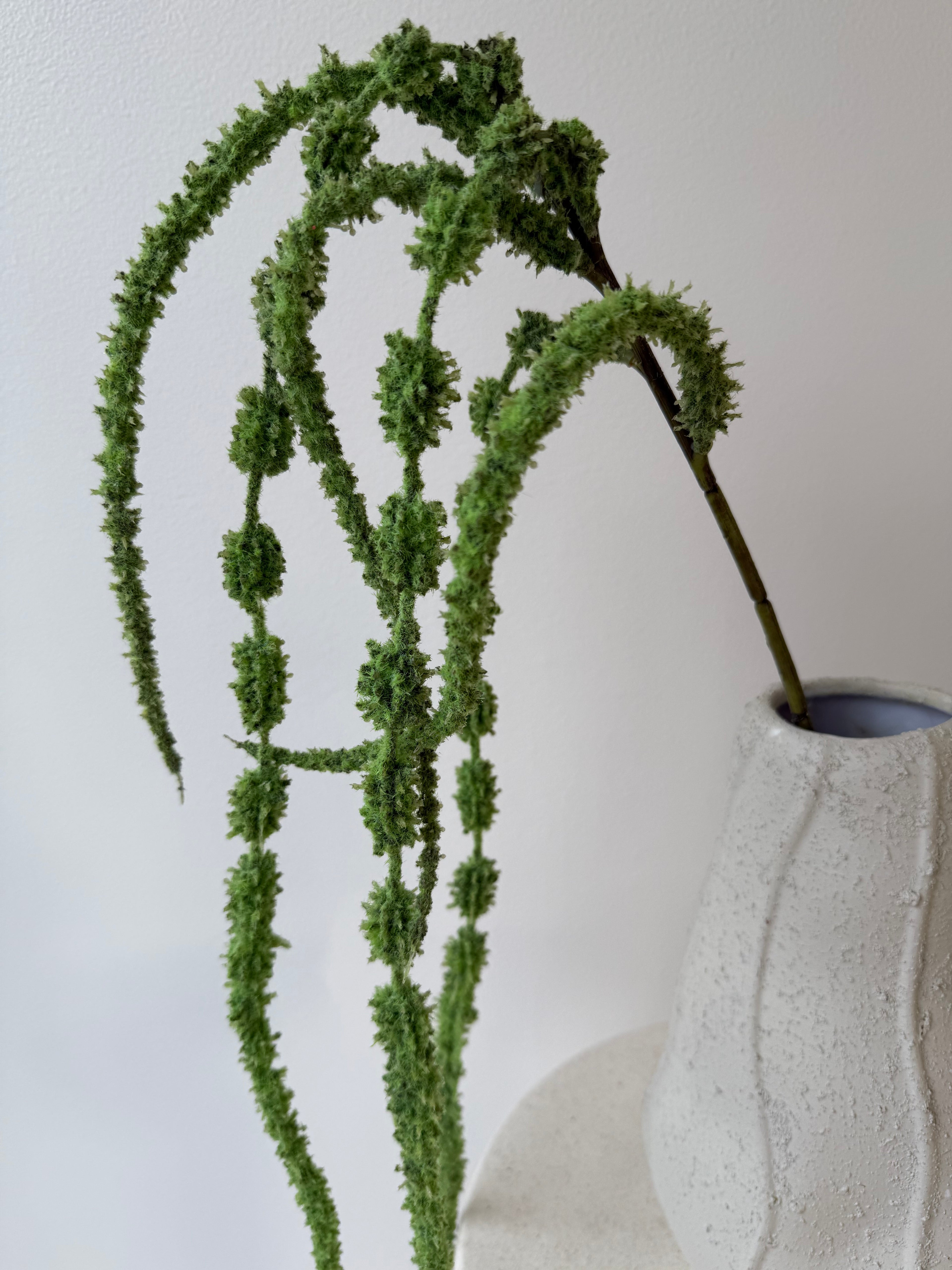 New amaranthus