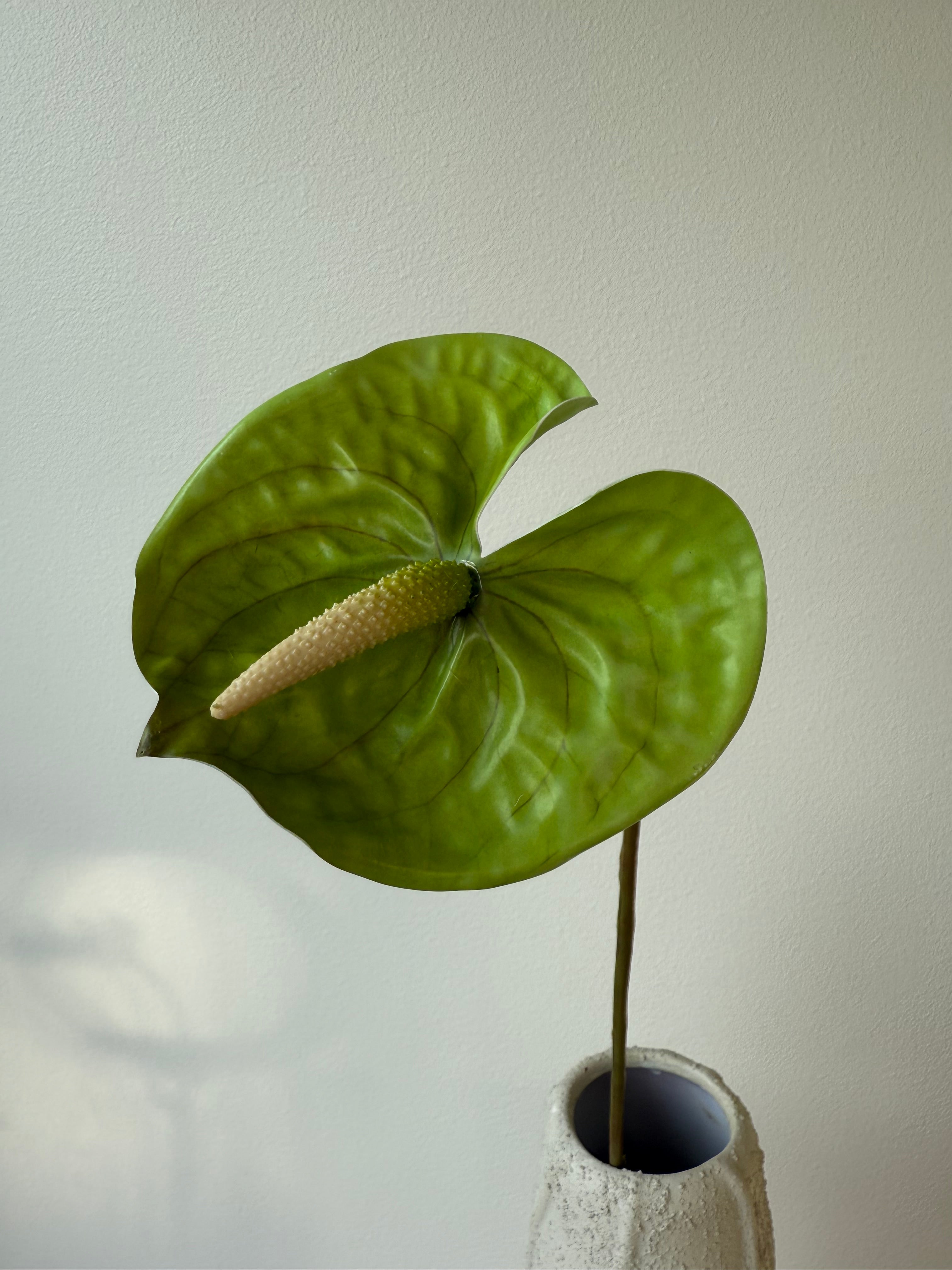 Deluxe green anthurium
