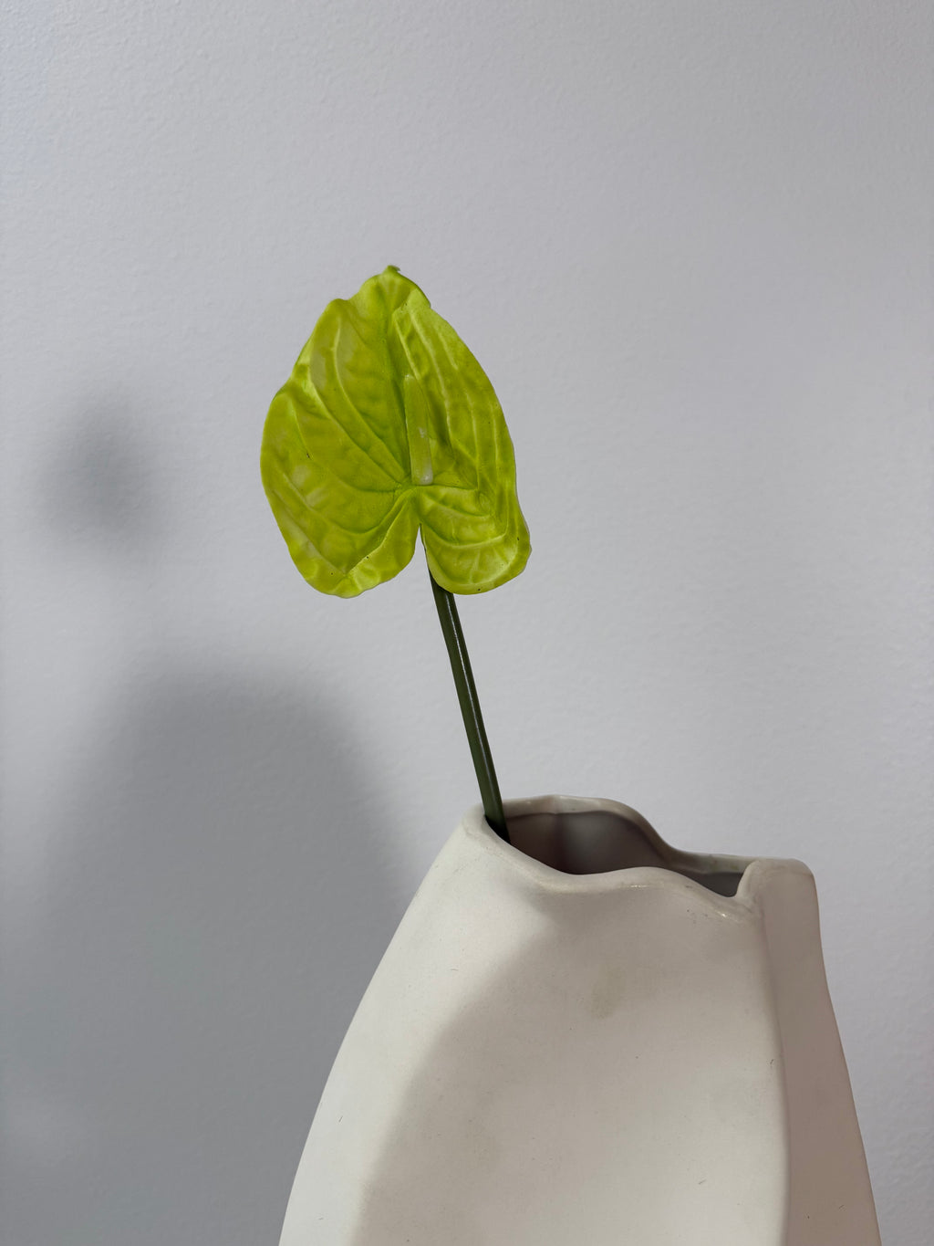 Little green anthurium