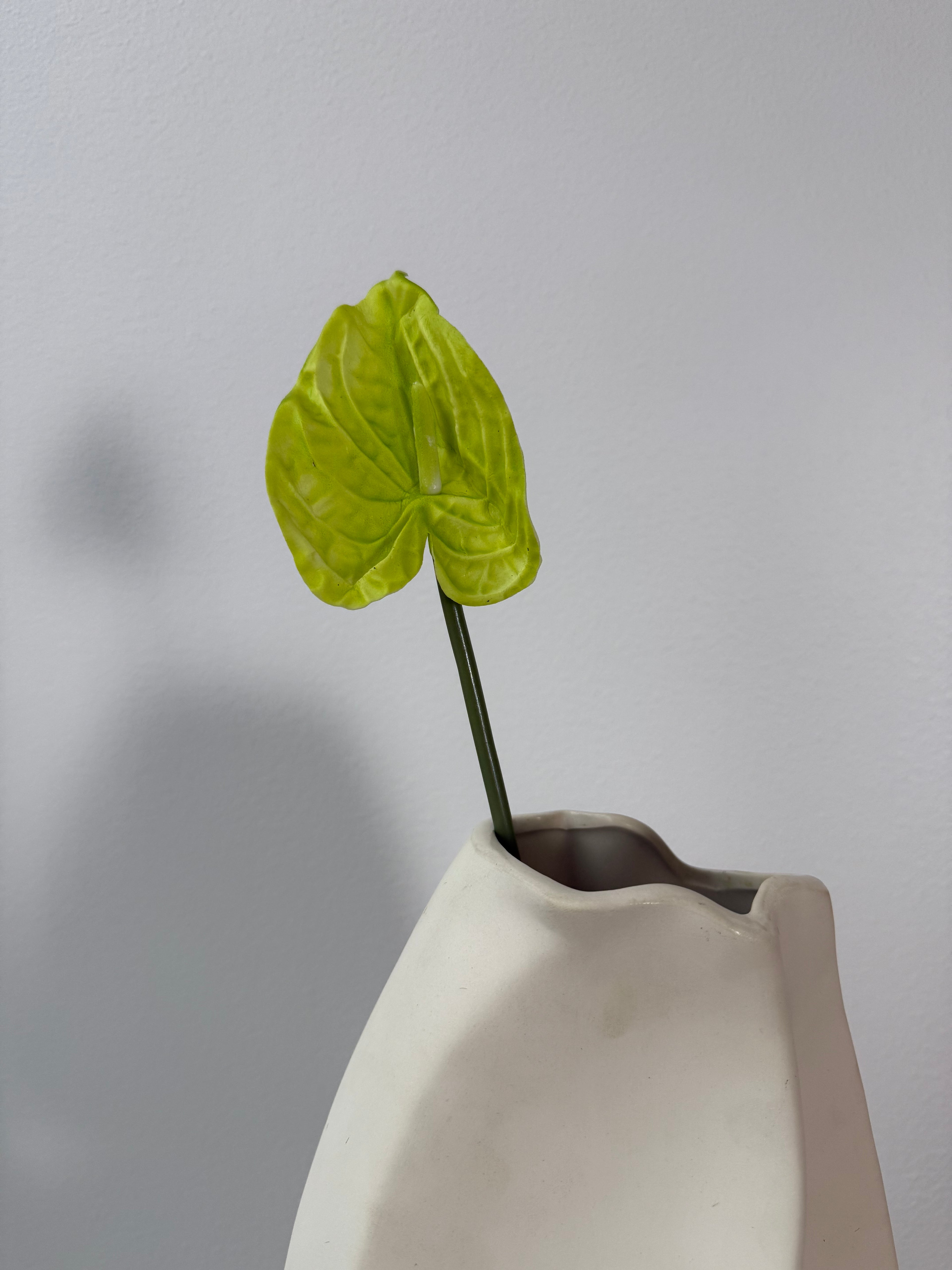 Little green anthurium