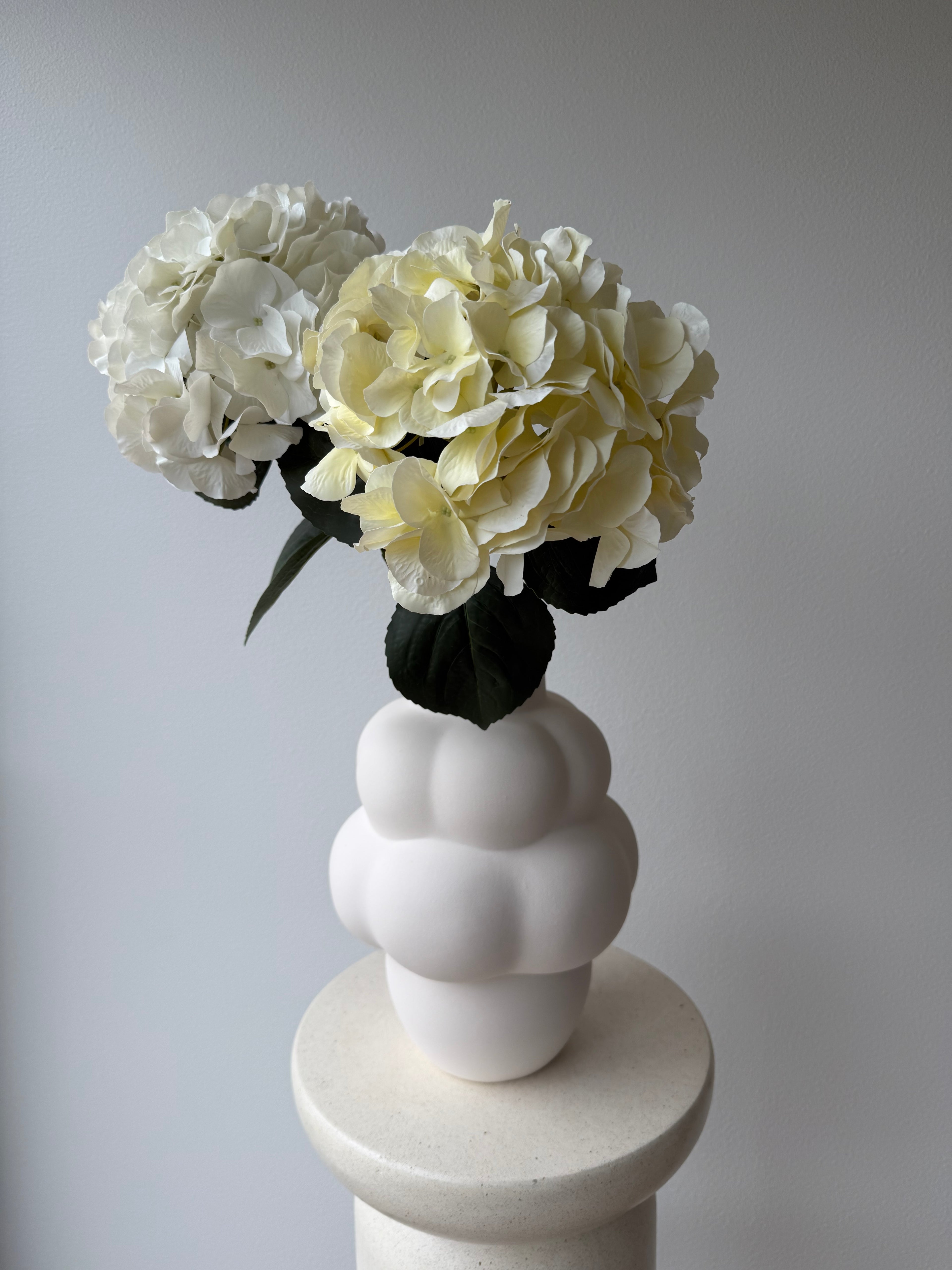 Hydrangea creme