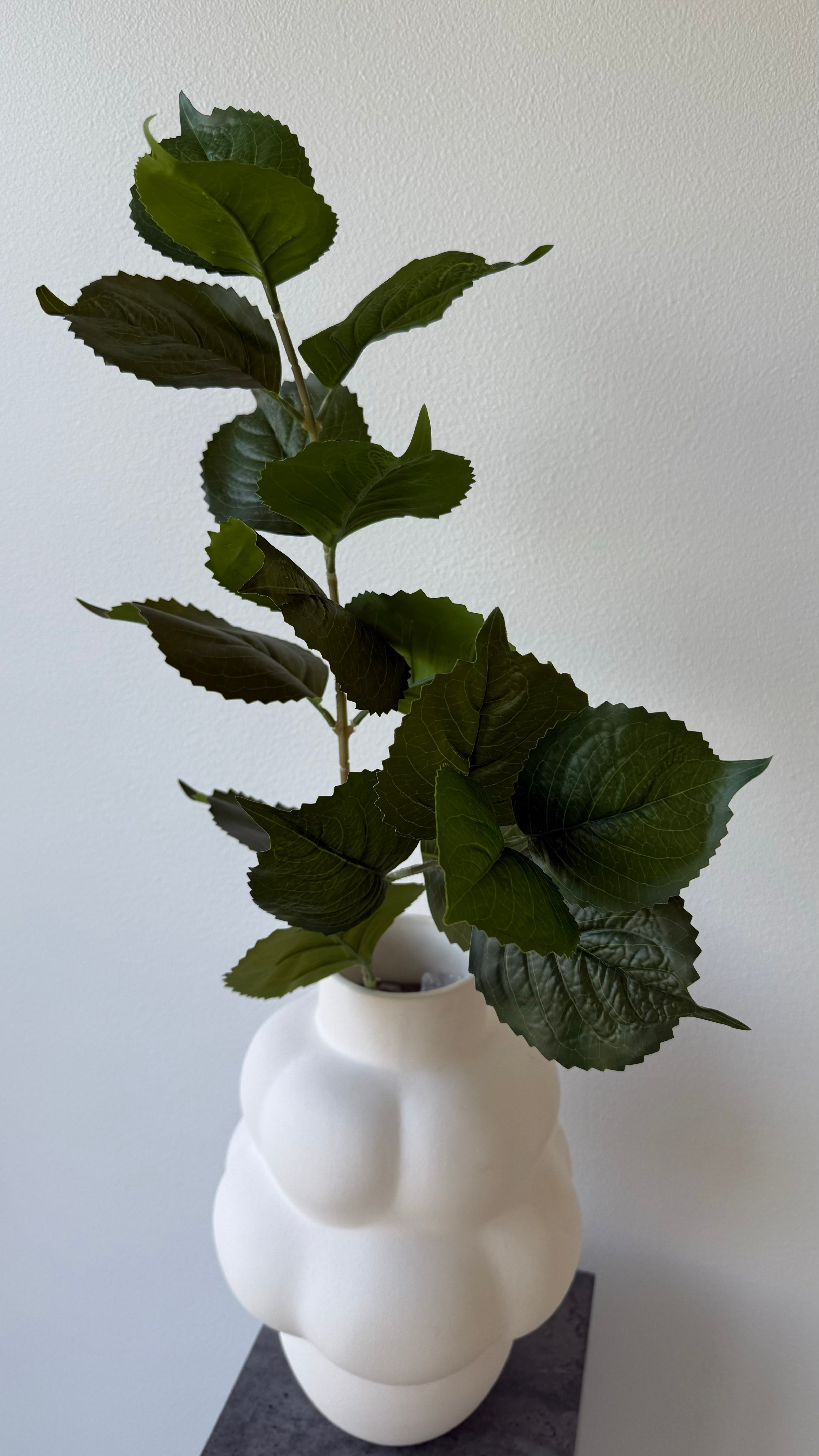 Hydrangea leaves