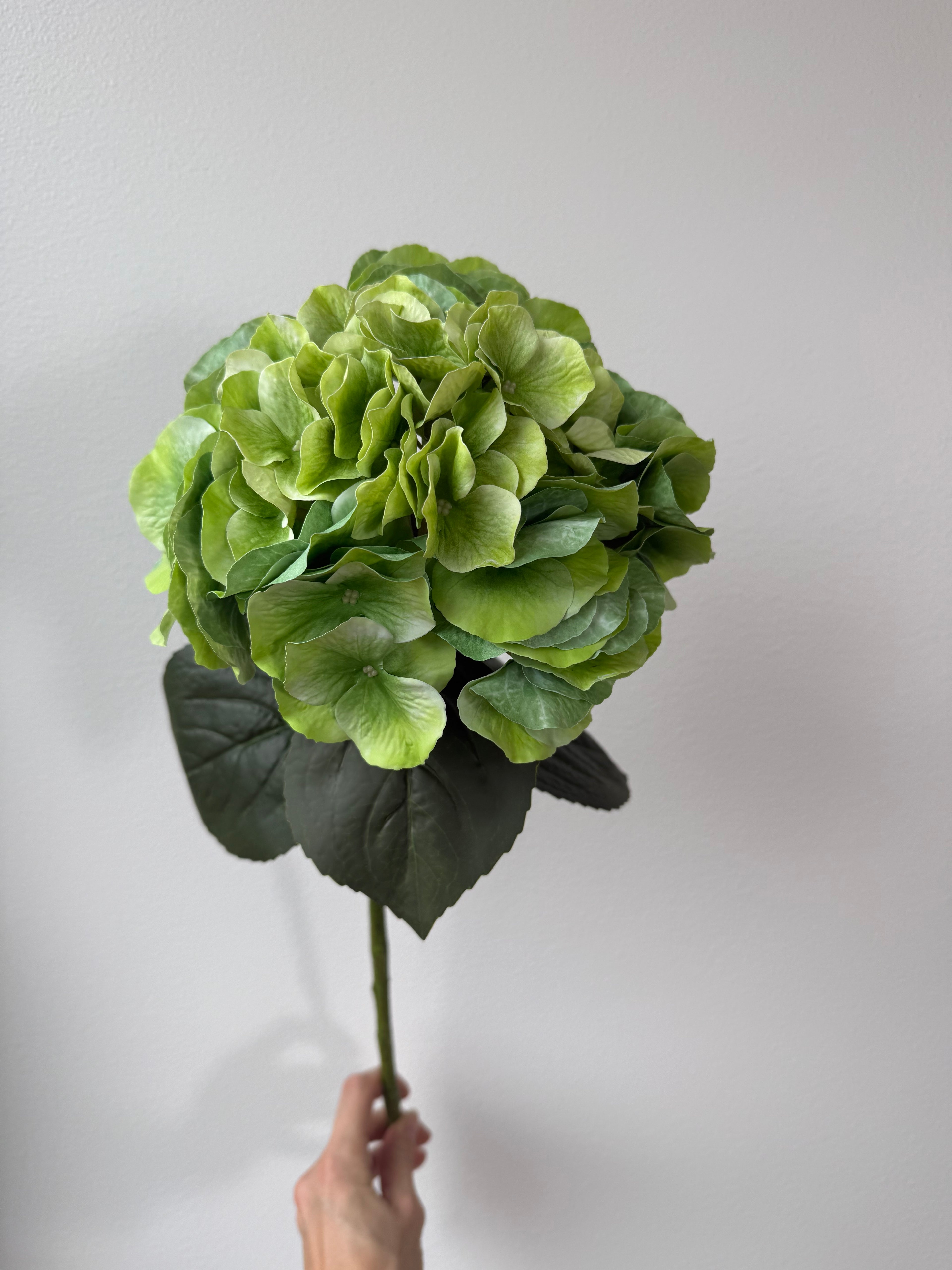 Big green hydrangea