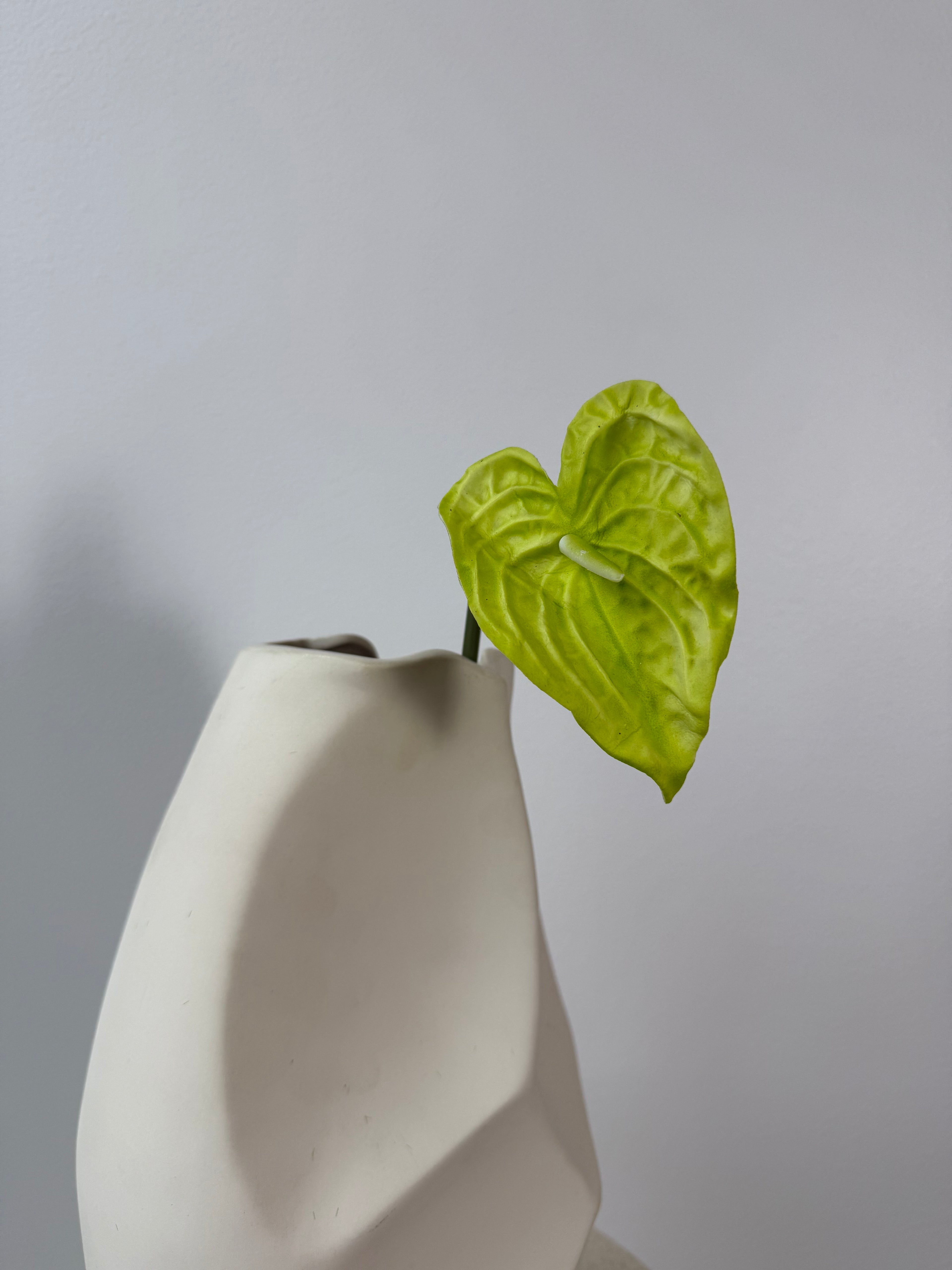 Little green anthurium