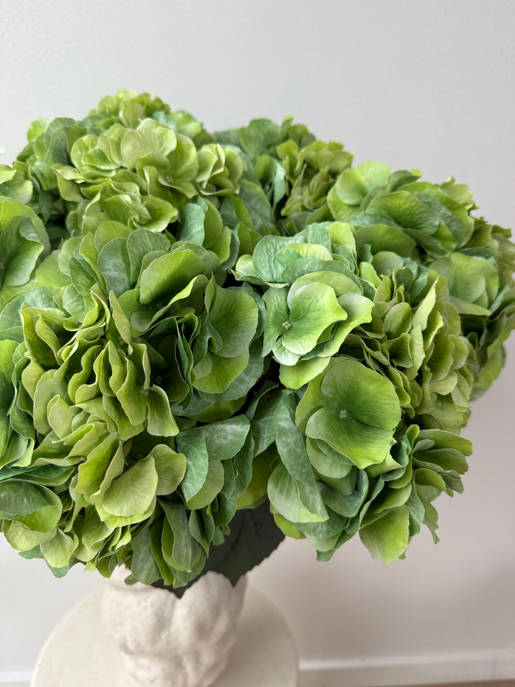 Big green hydrangea