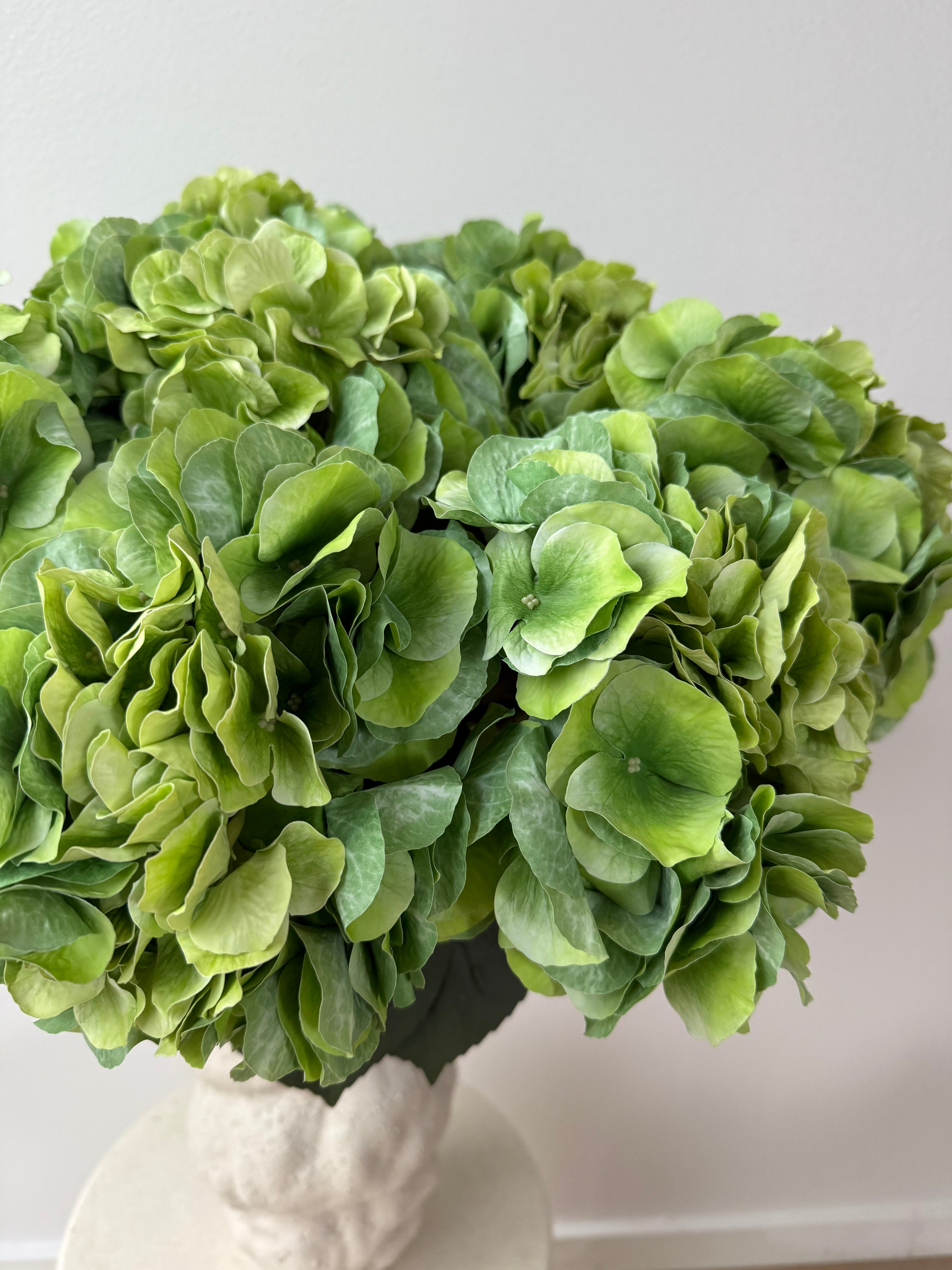 Big green hydrangea