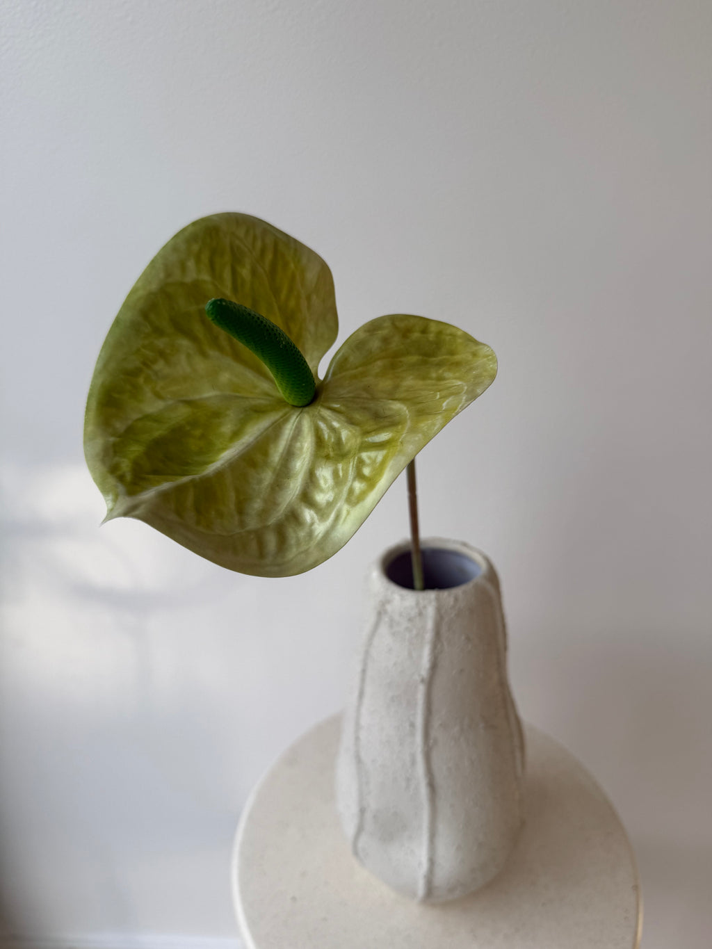Green anthurium