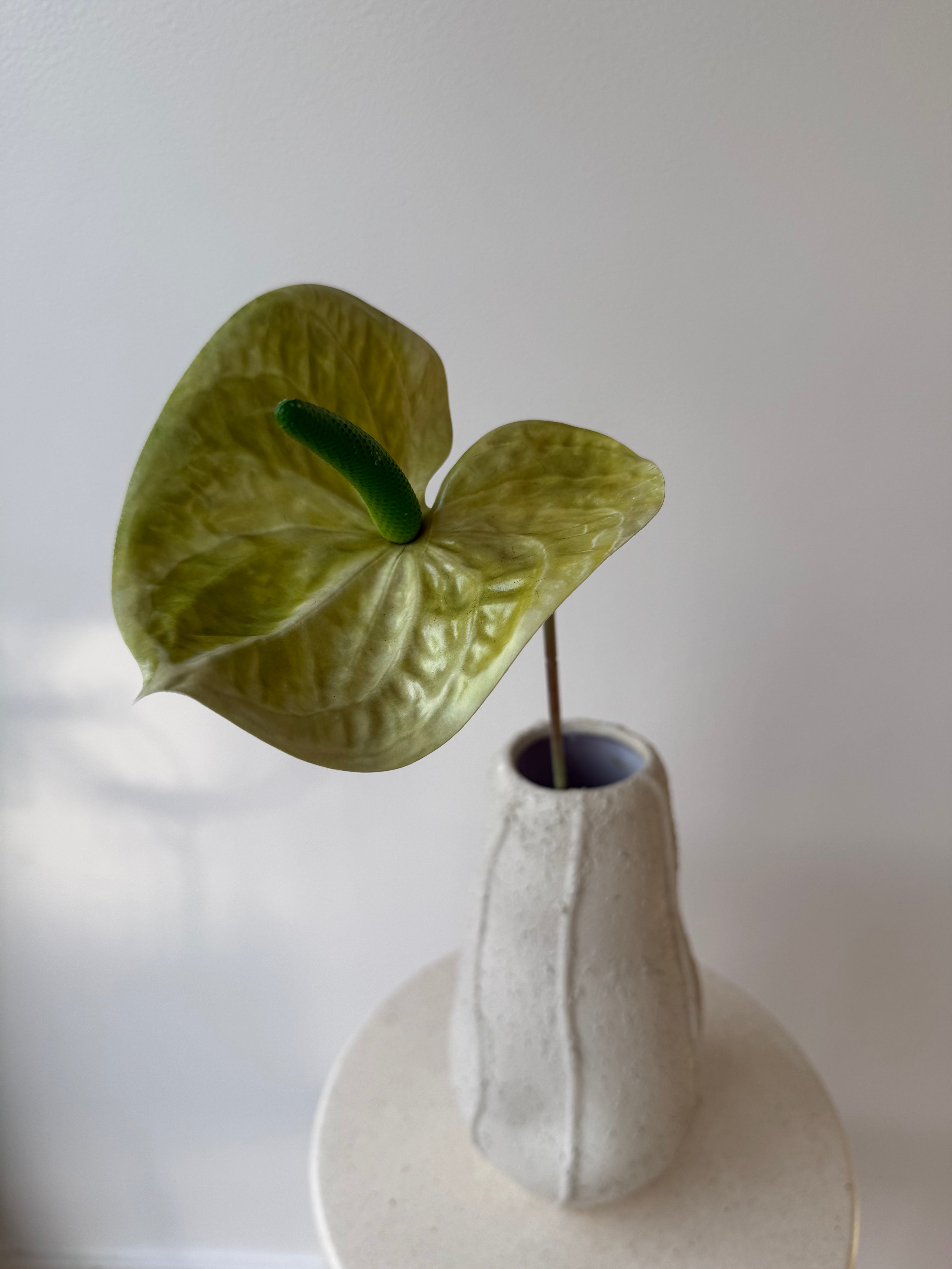 Green anthurium