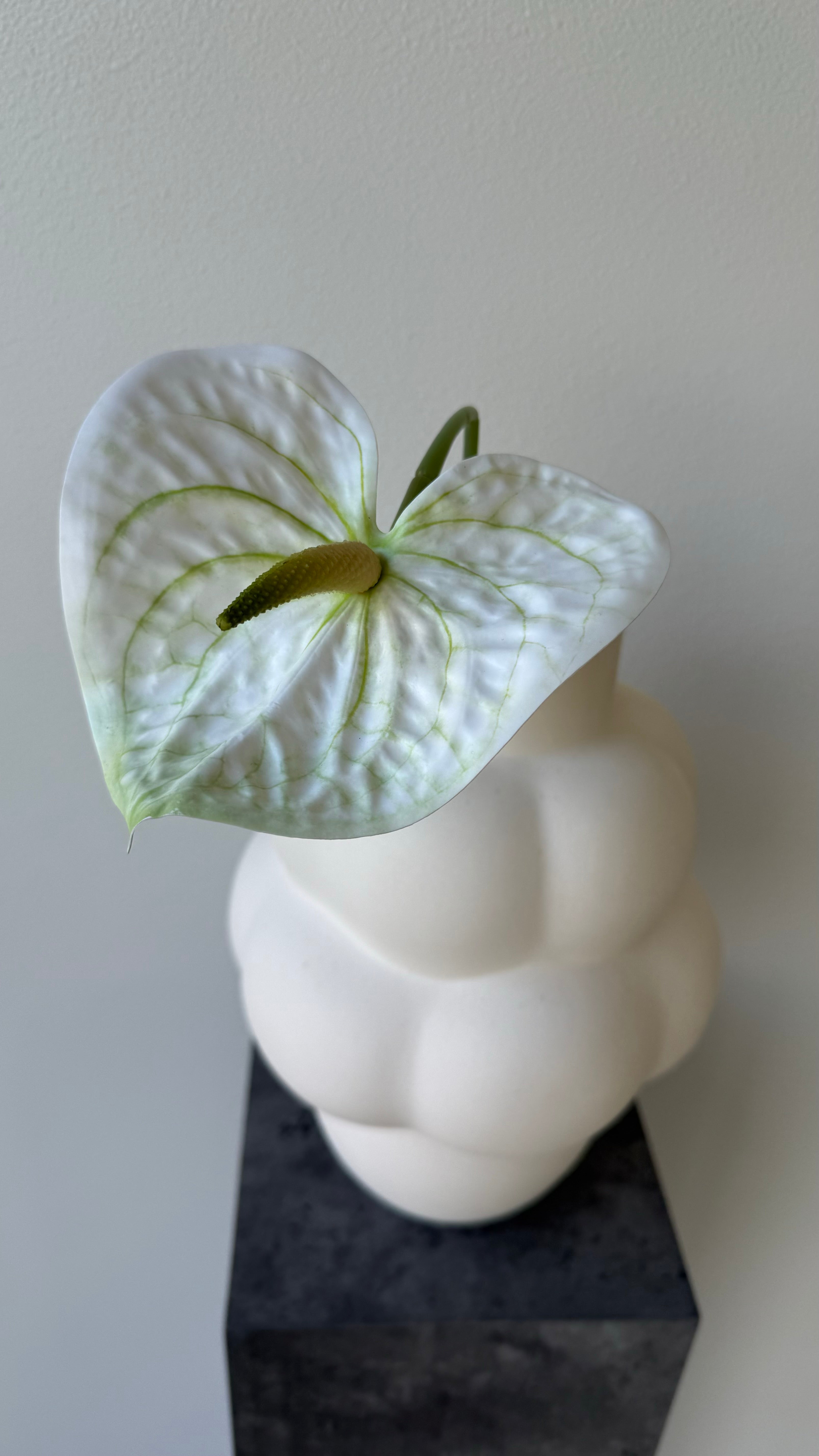 White anthurium