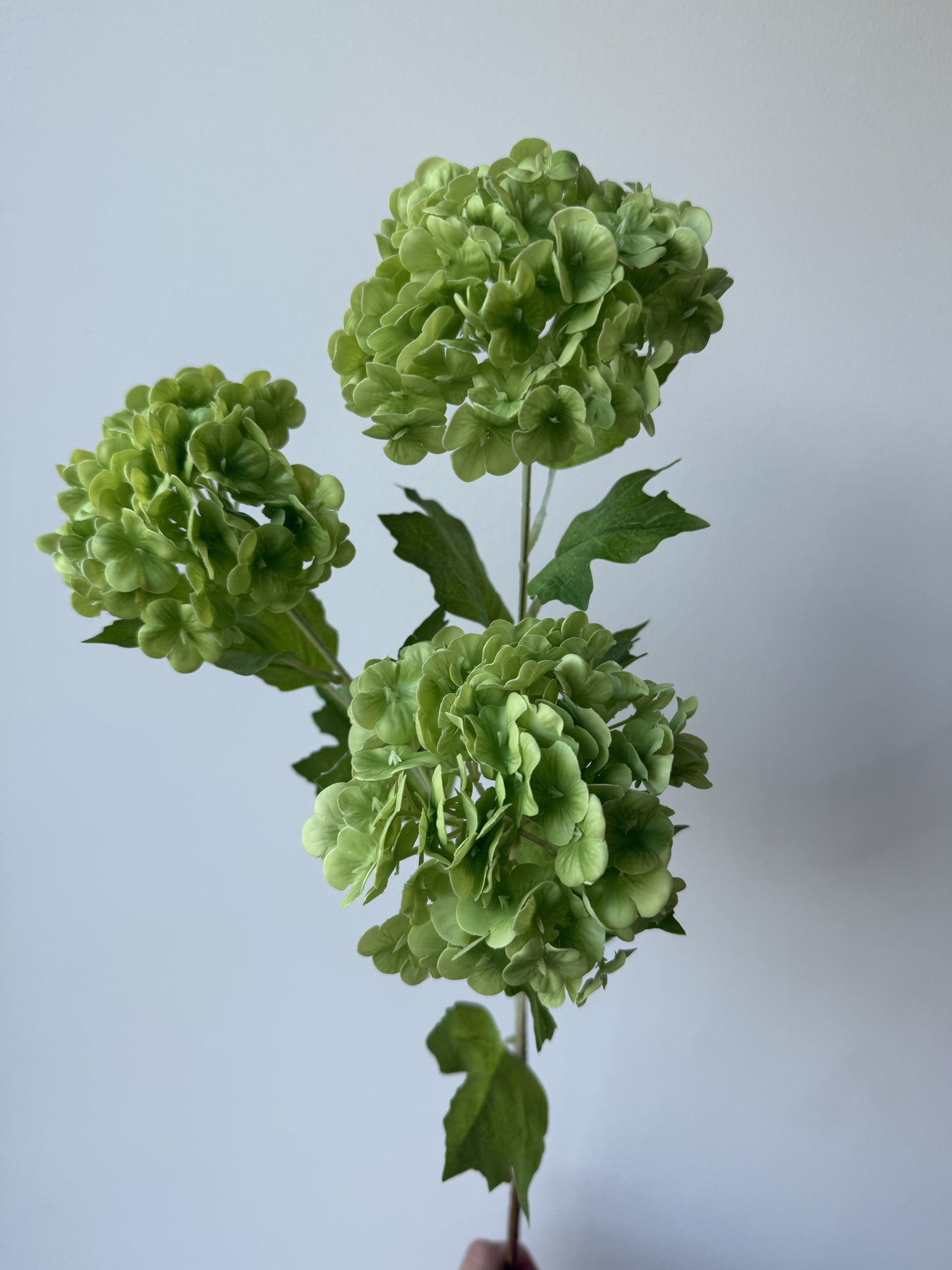 3 head hydrangea Grøn