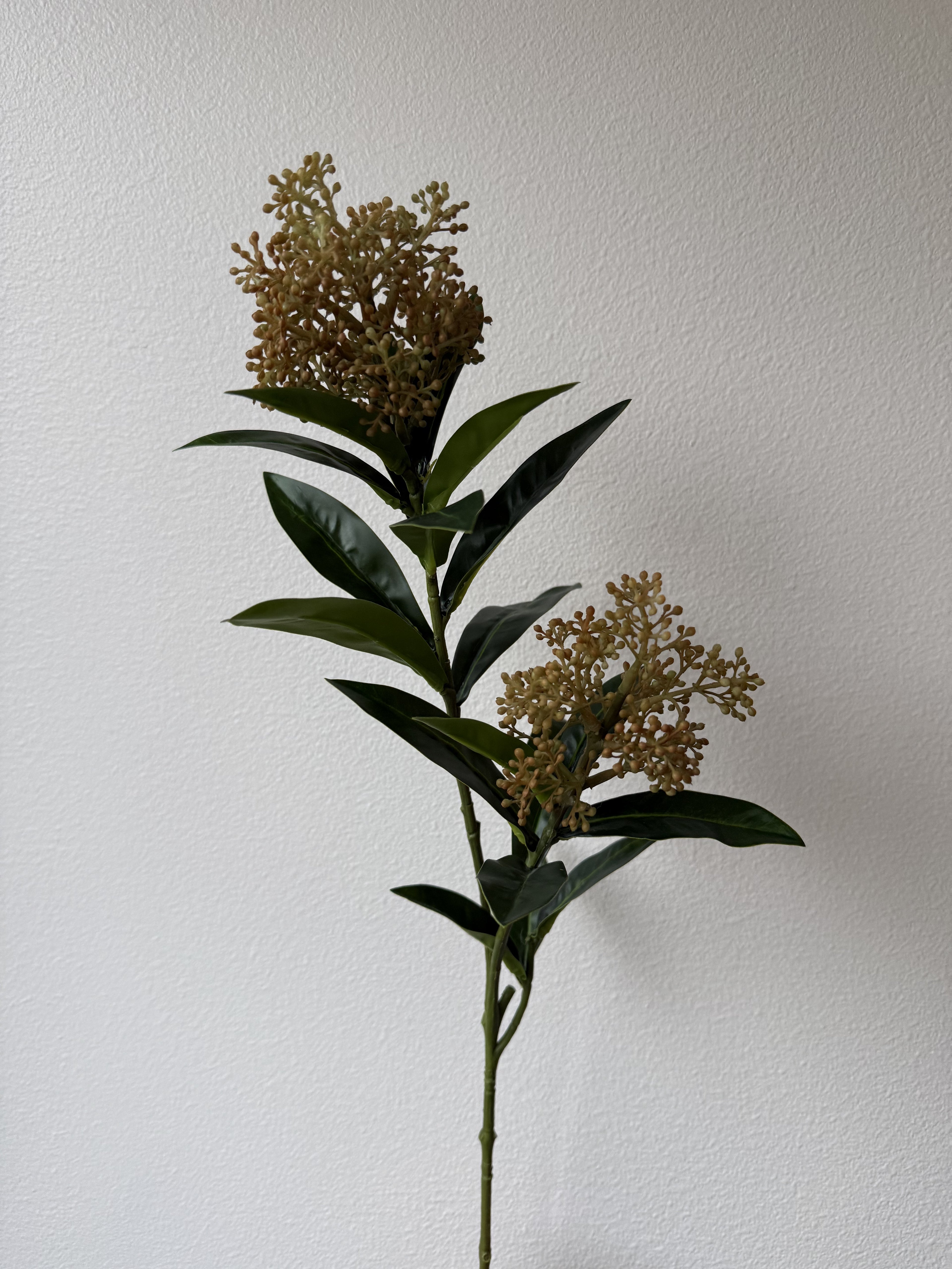 Skimmia berry Dark