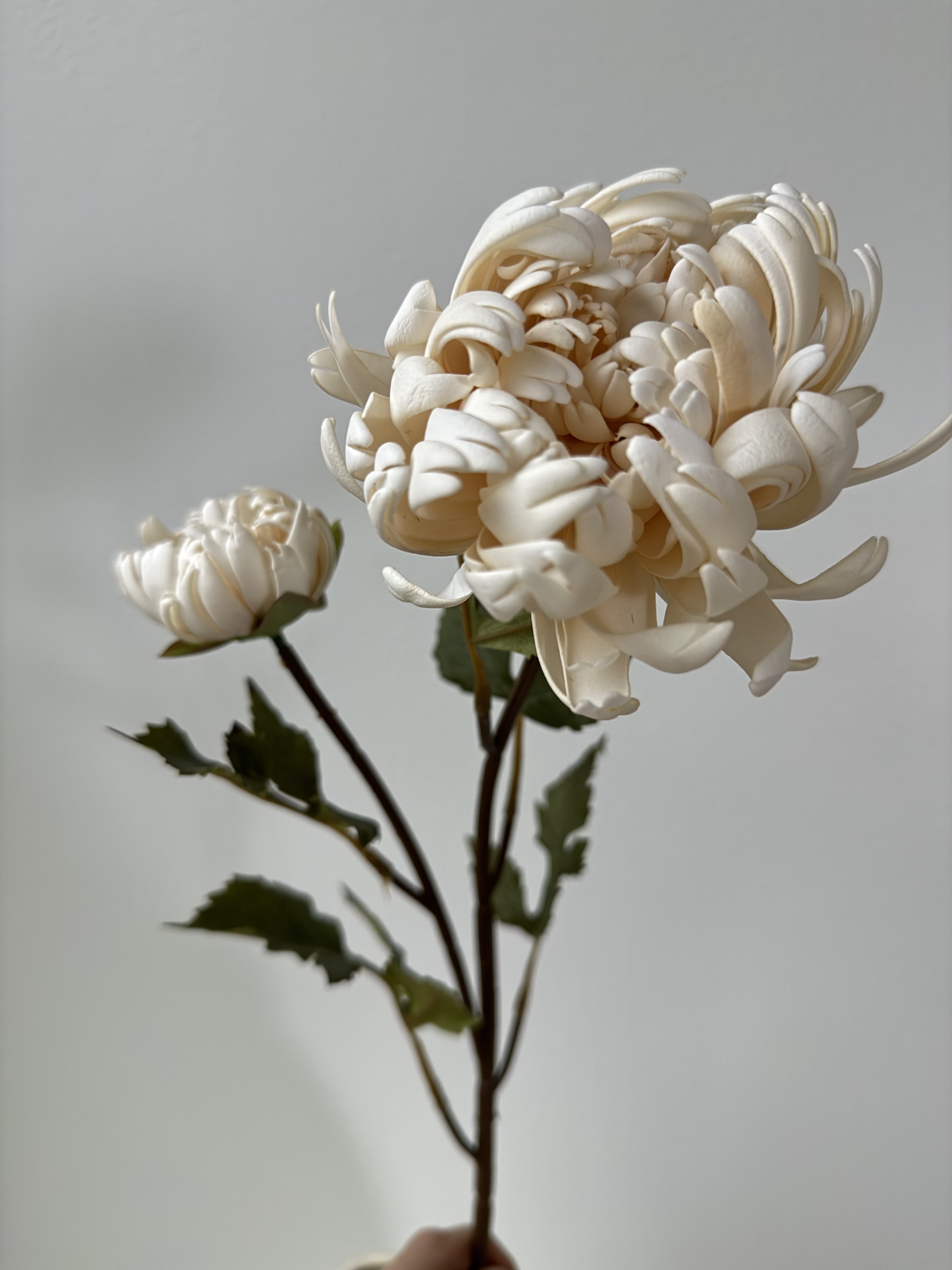 White dahlia