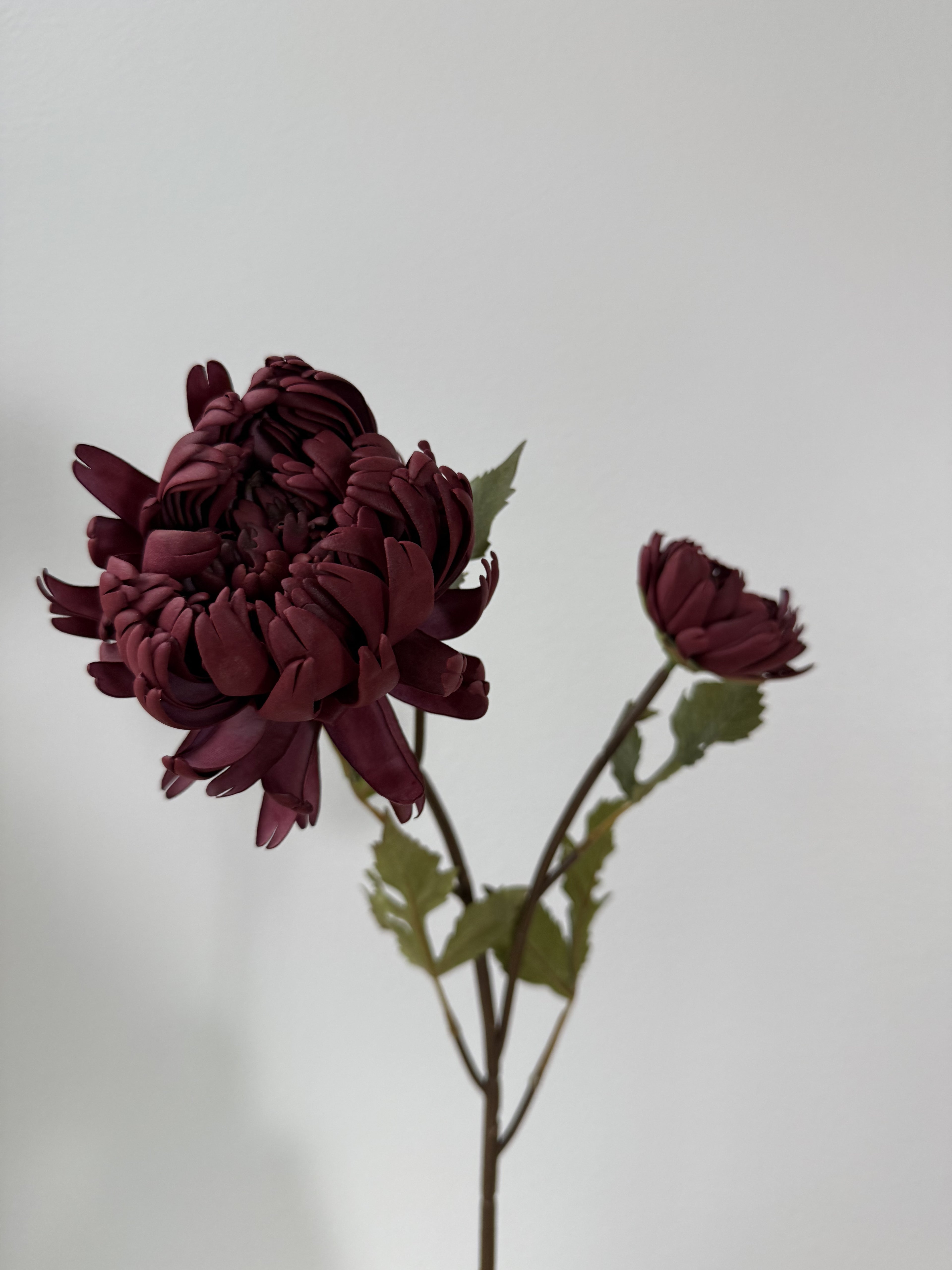 Bordeaux red dahlia