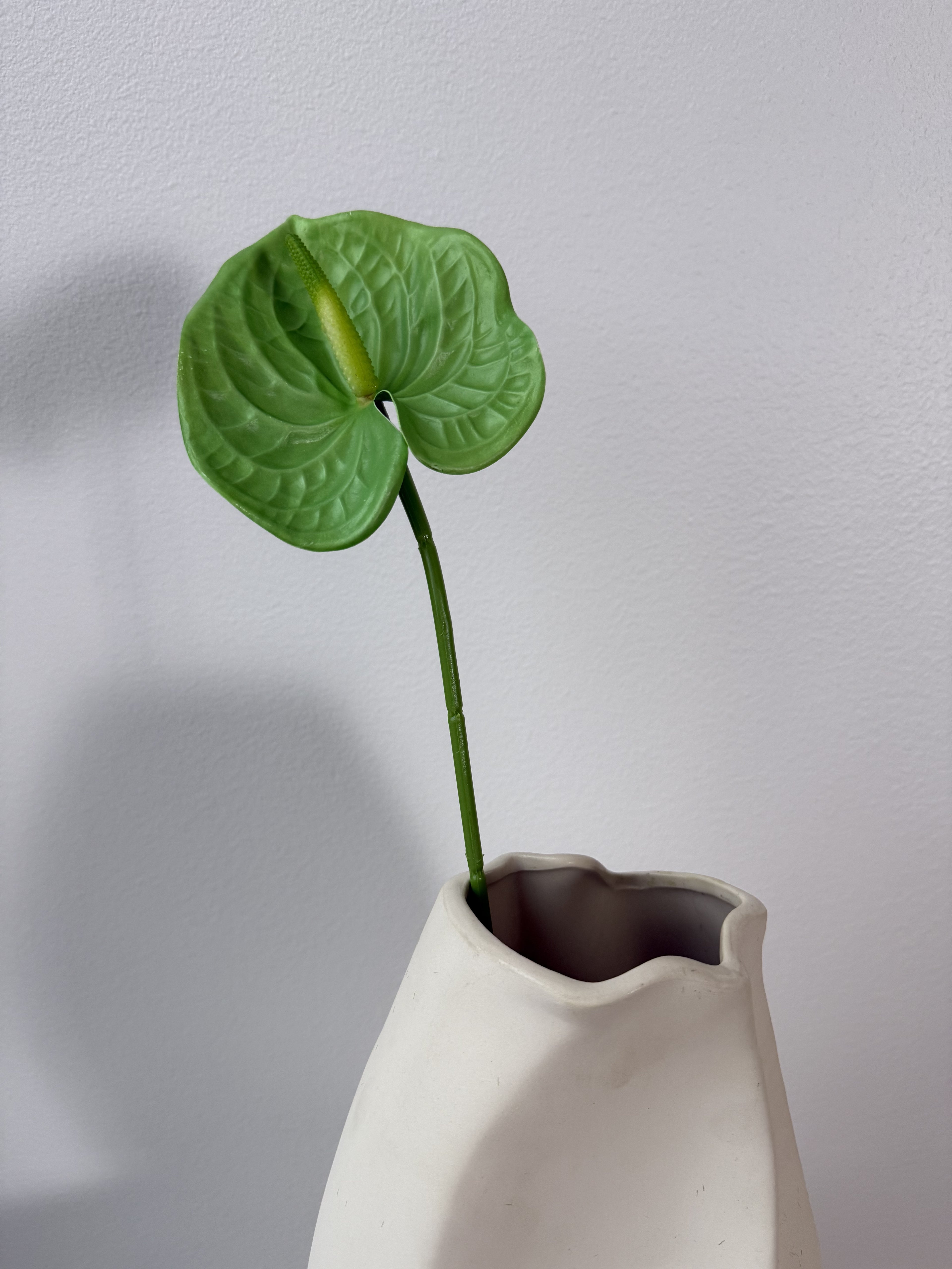 Green anthurium