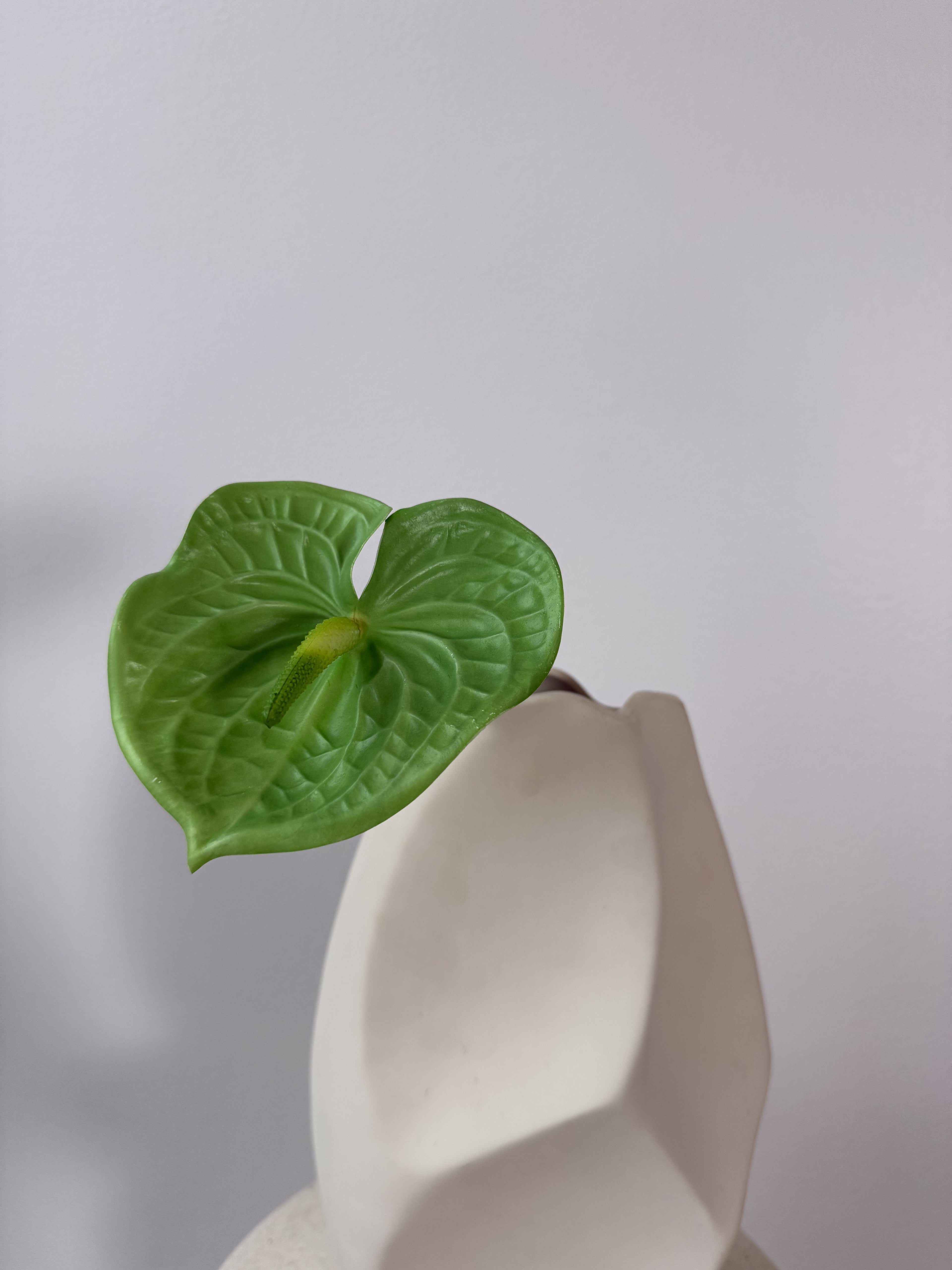 Green anthurium