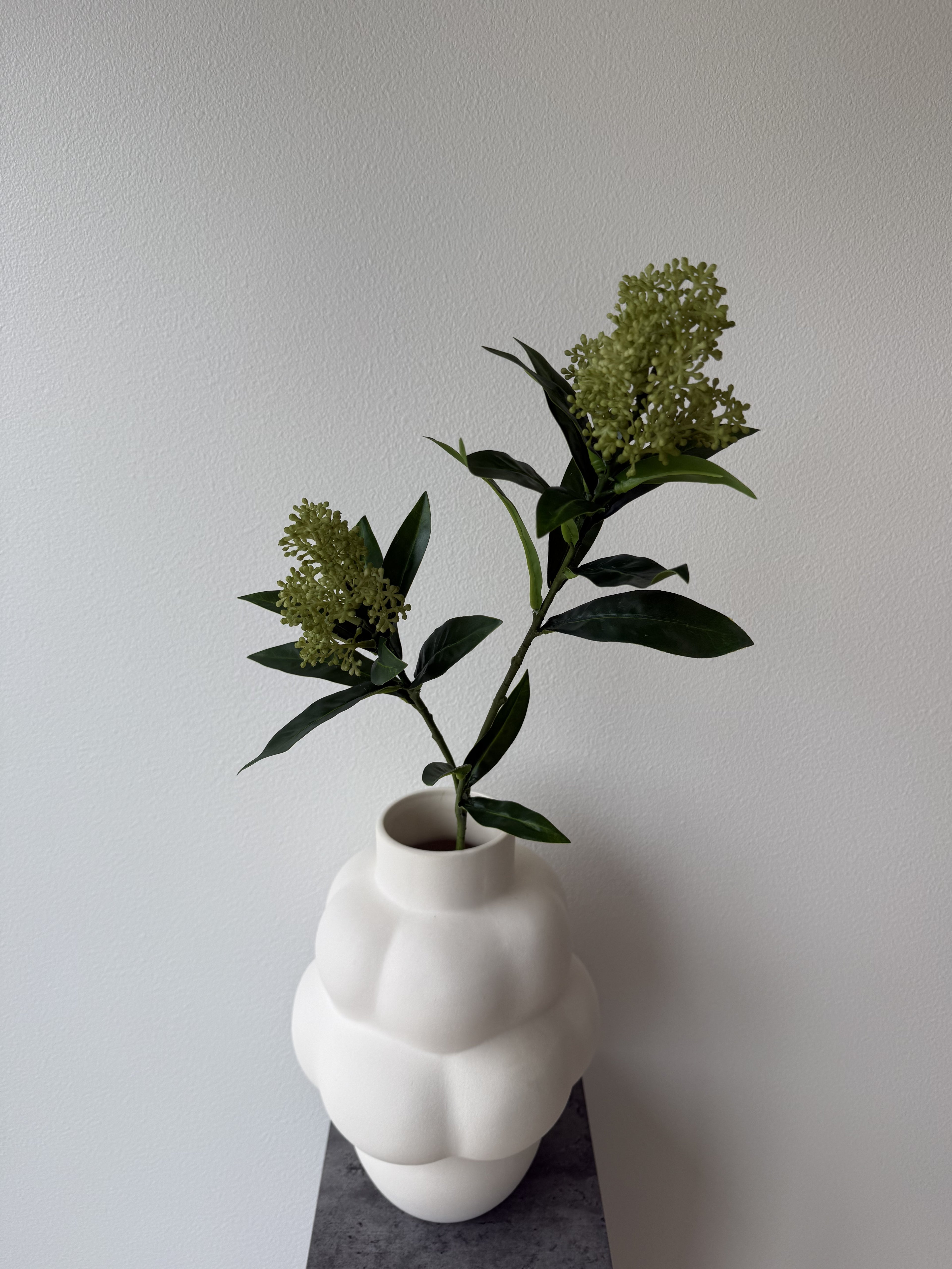 Skimmia berry green