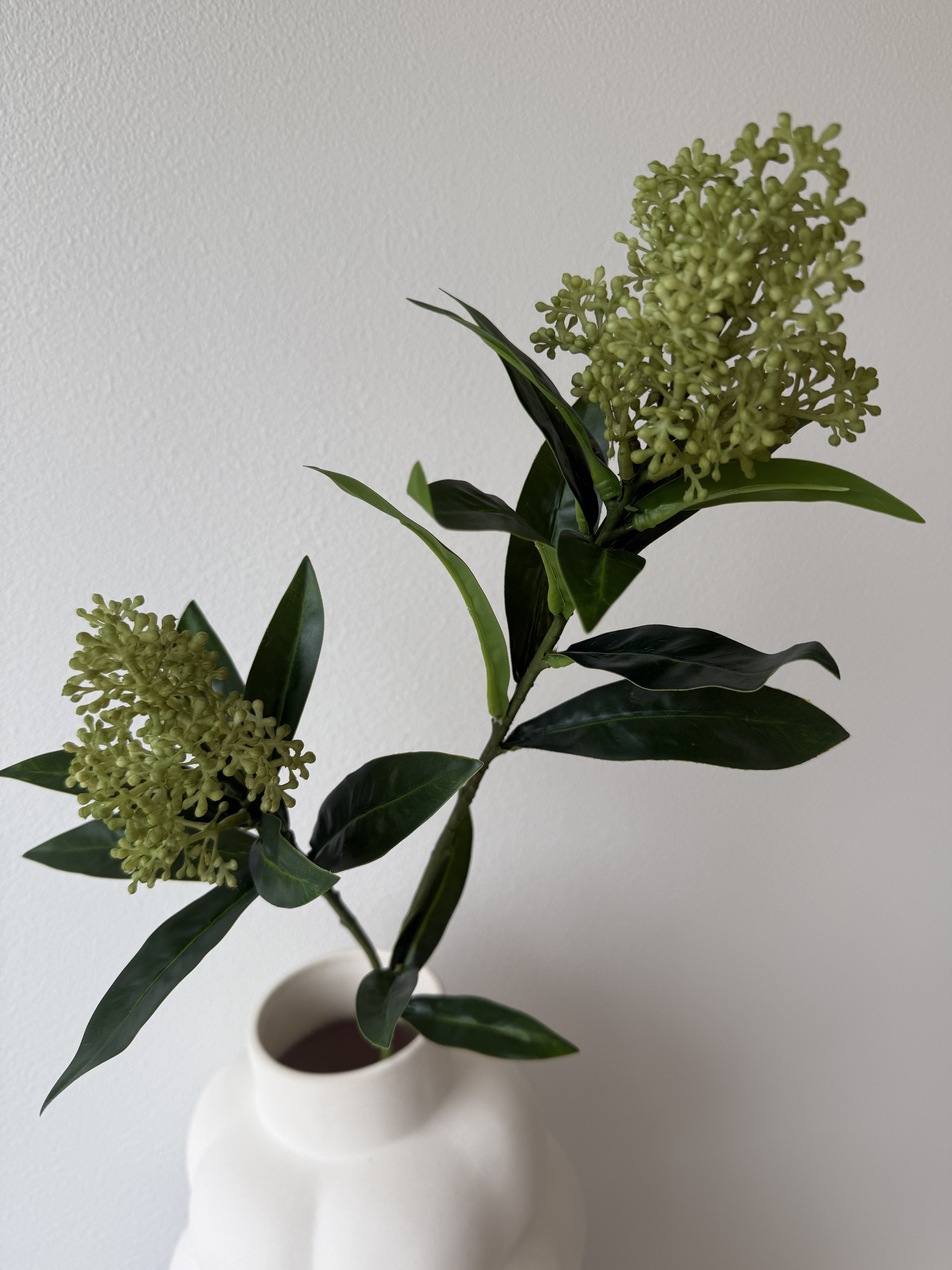 Skimmia berry green