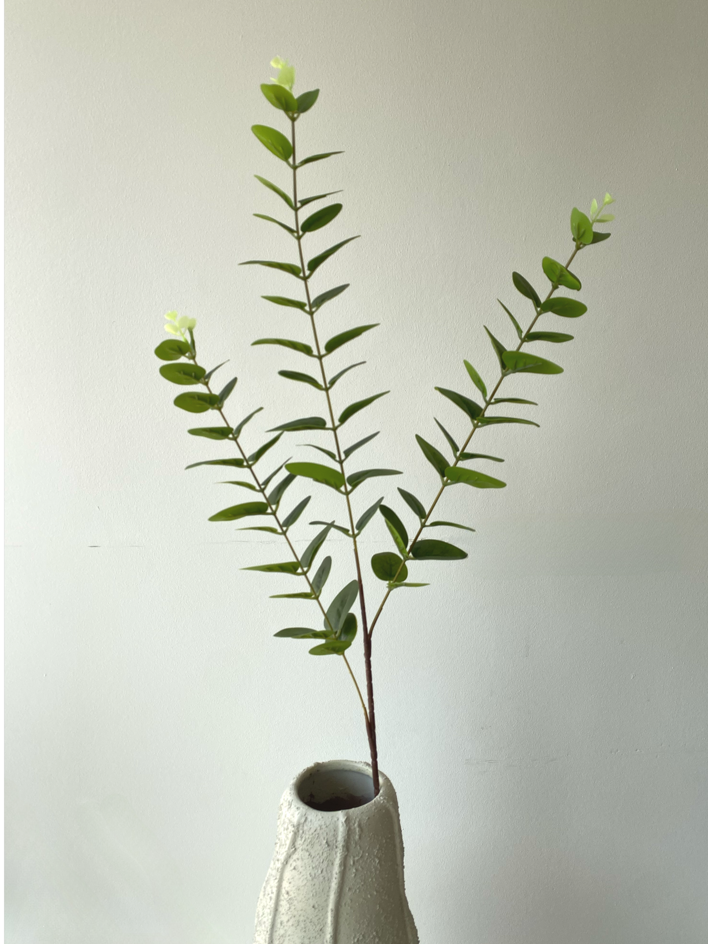 Eucalyptus leaves