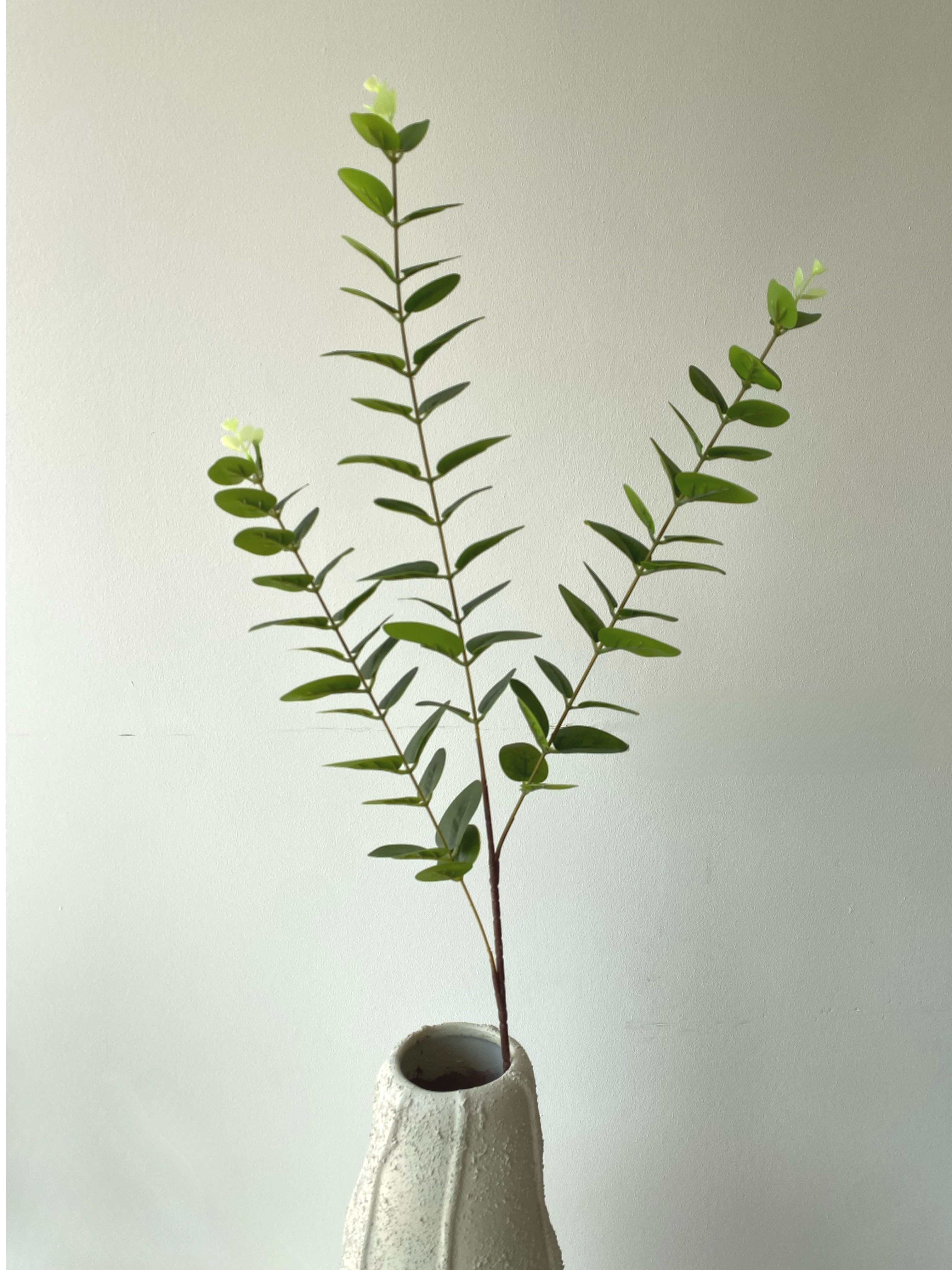 Eucalyptus leaves
