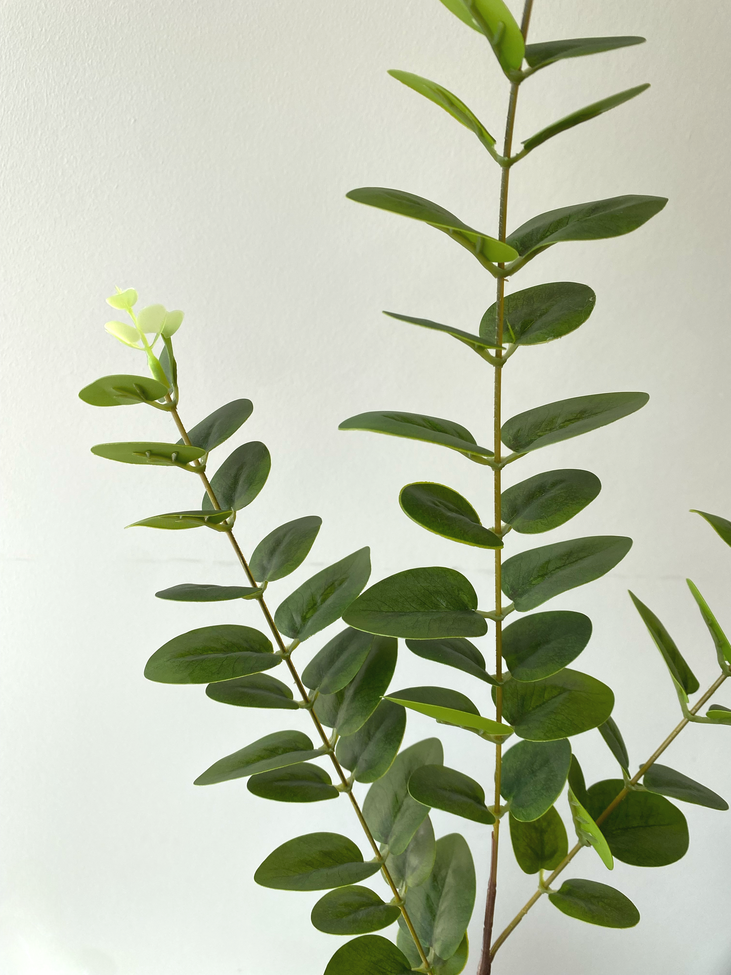 Eucalyptus leaves