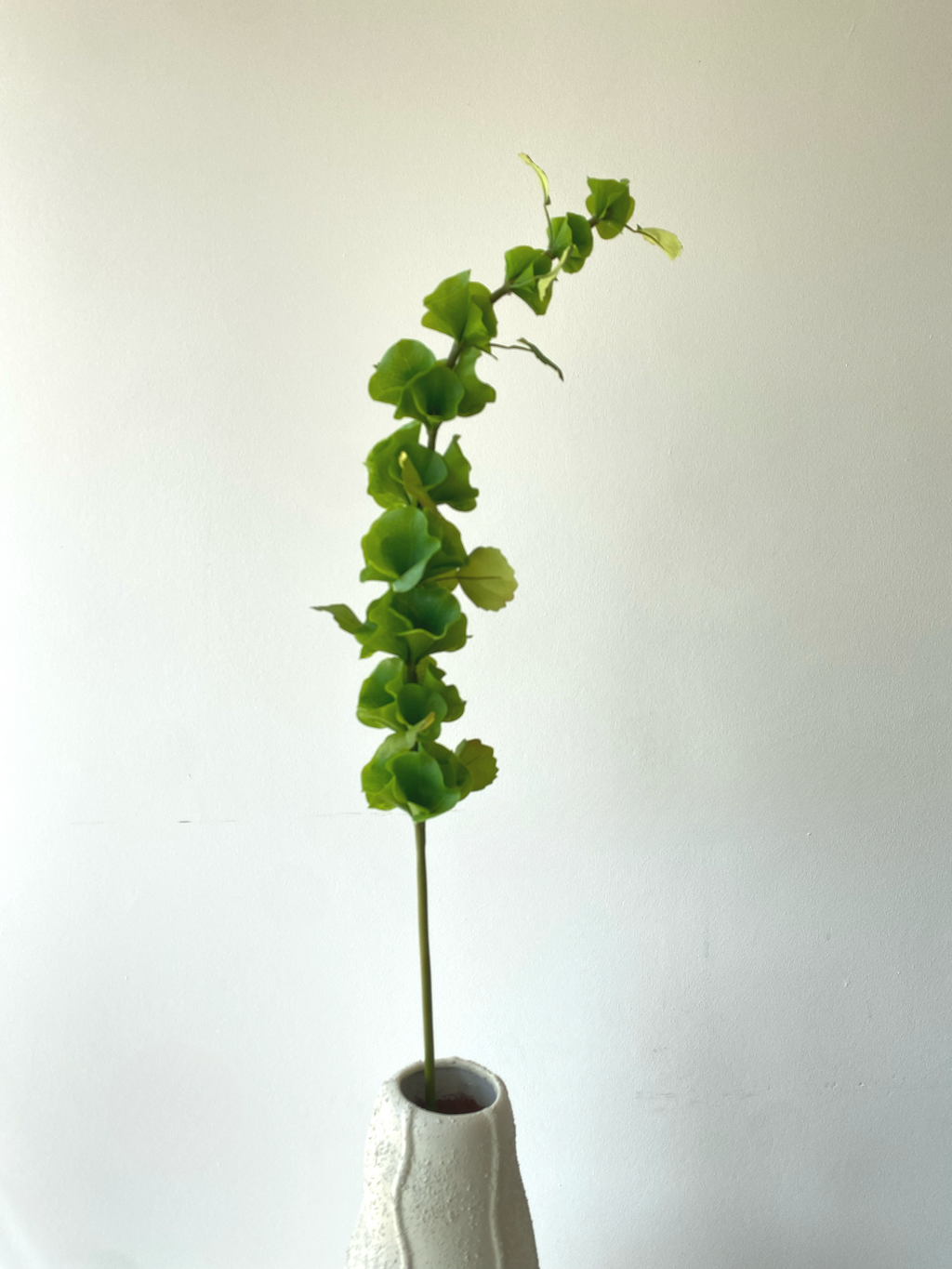 Bells of Ireland leaves