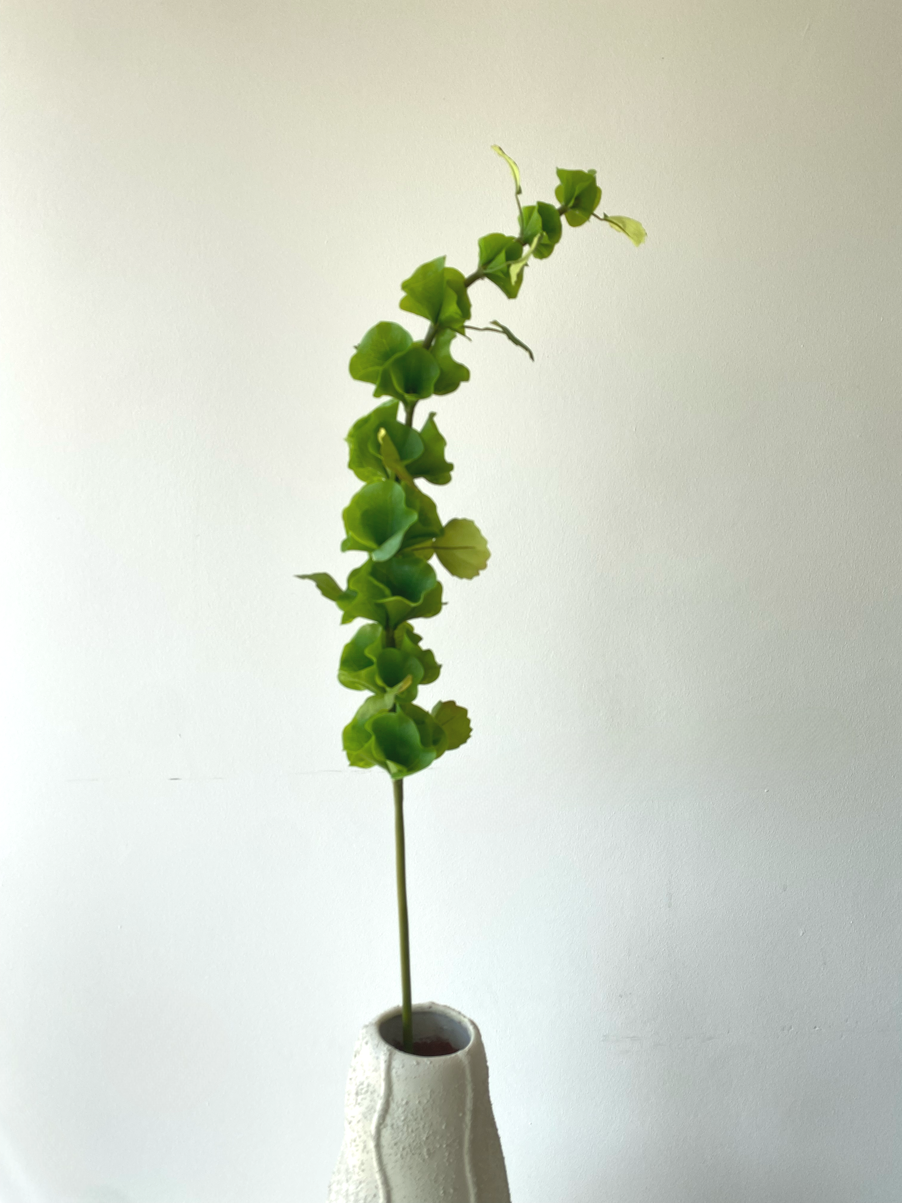 Bells of Ireland leaves