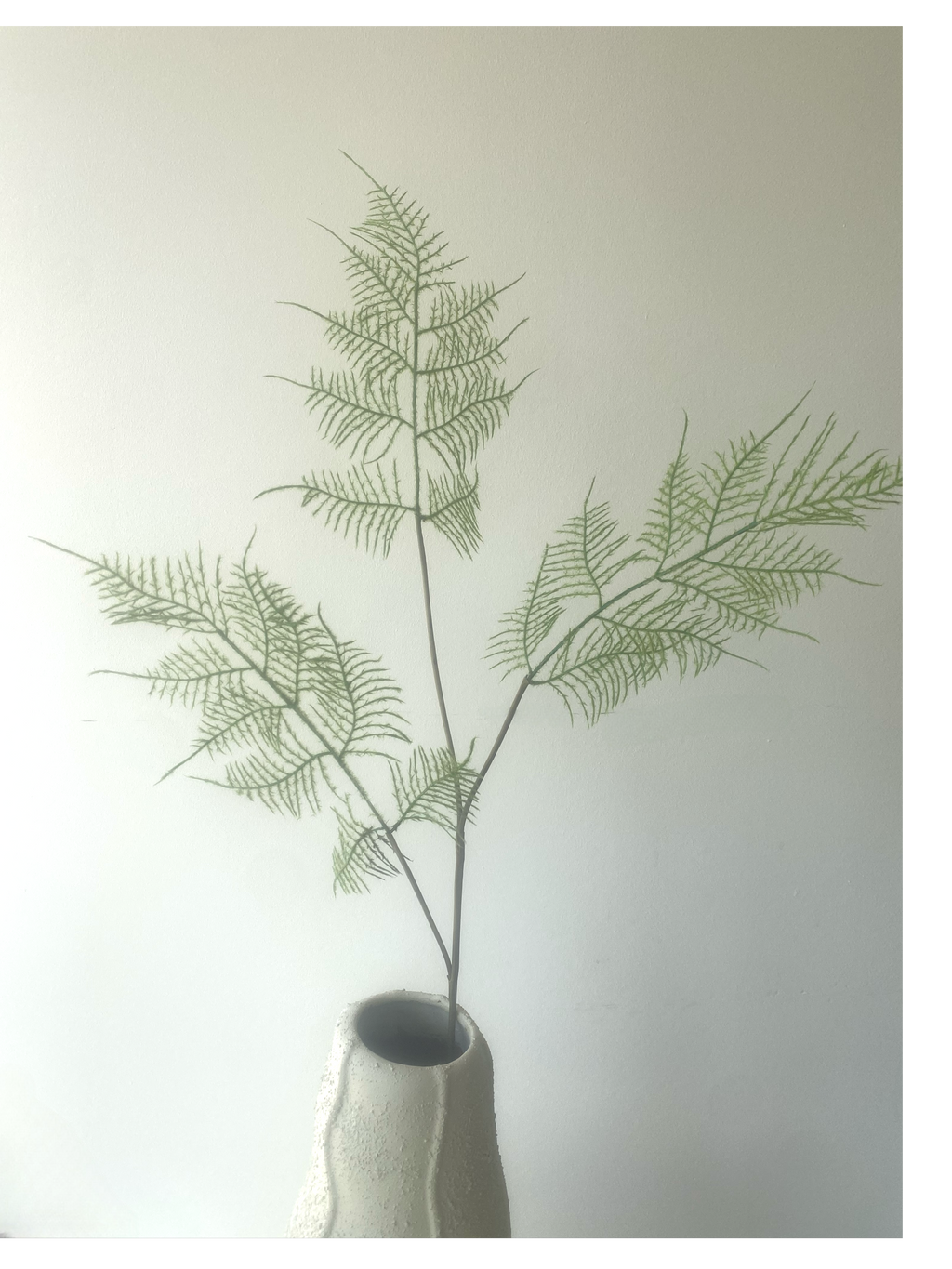 Fern leaves