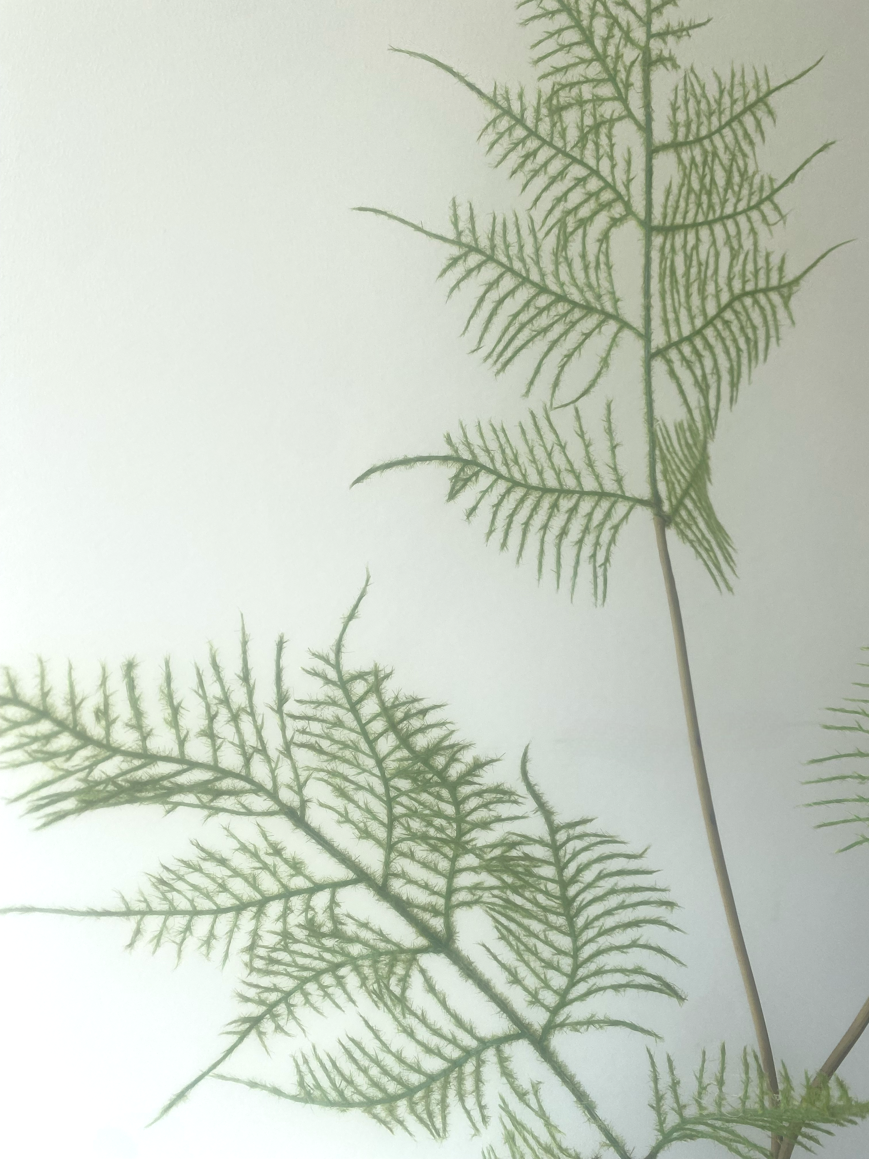 Fern leaves