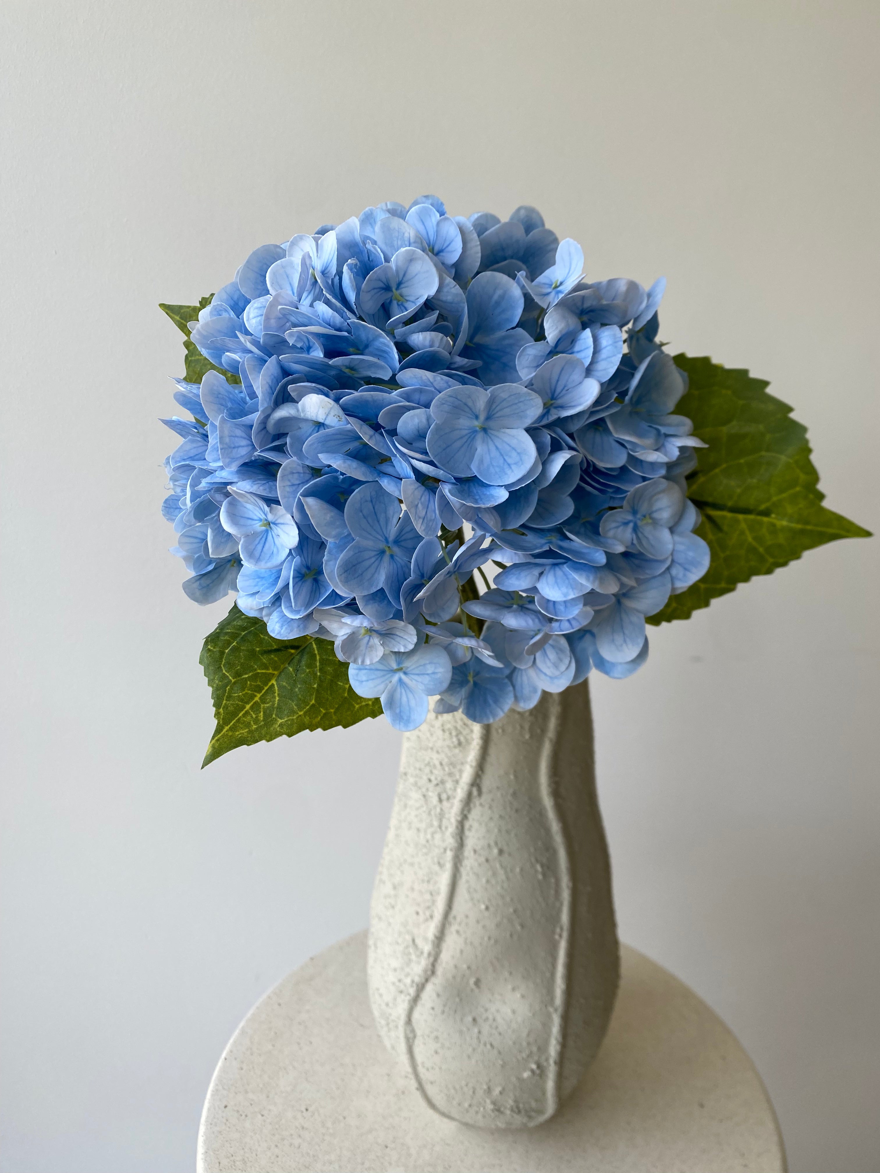 Hydrangea