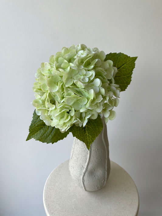 Hydrangea