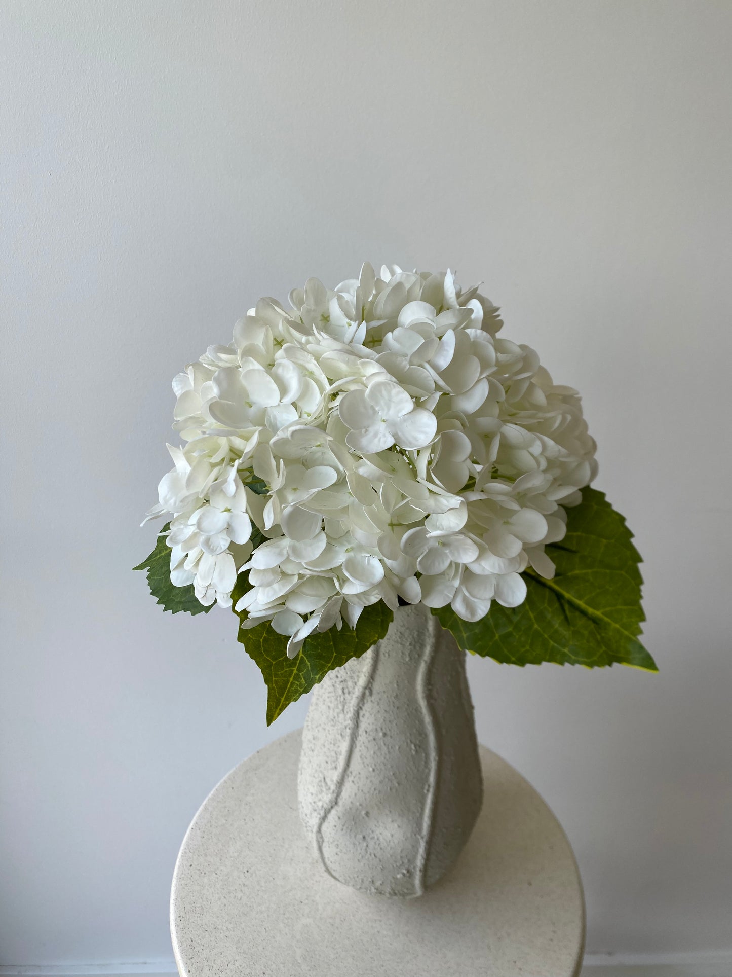 Hydrangea