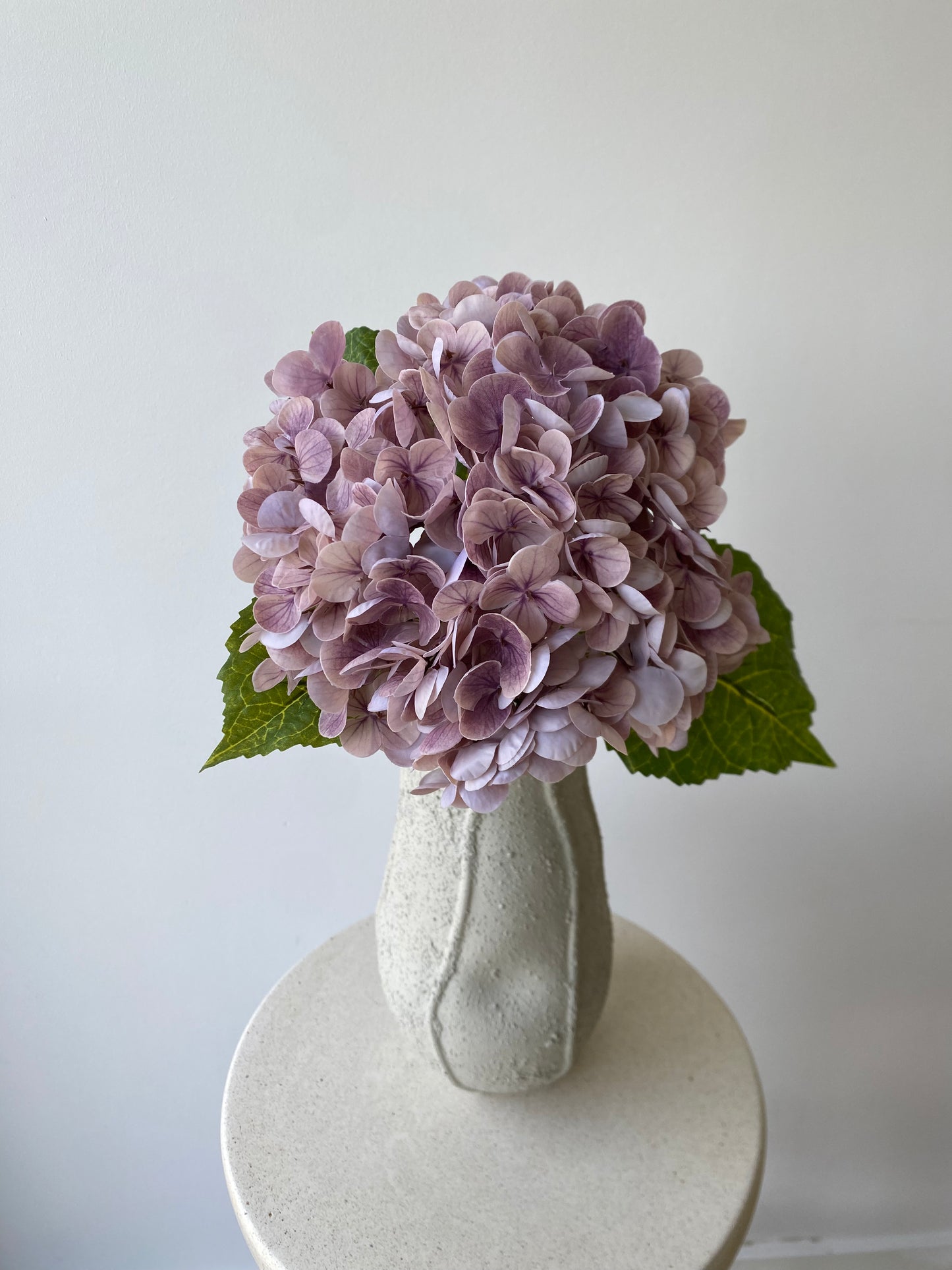 Hydrangea