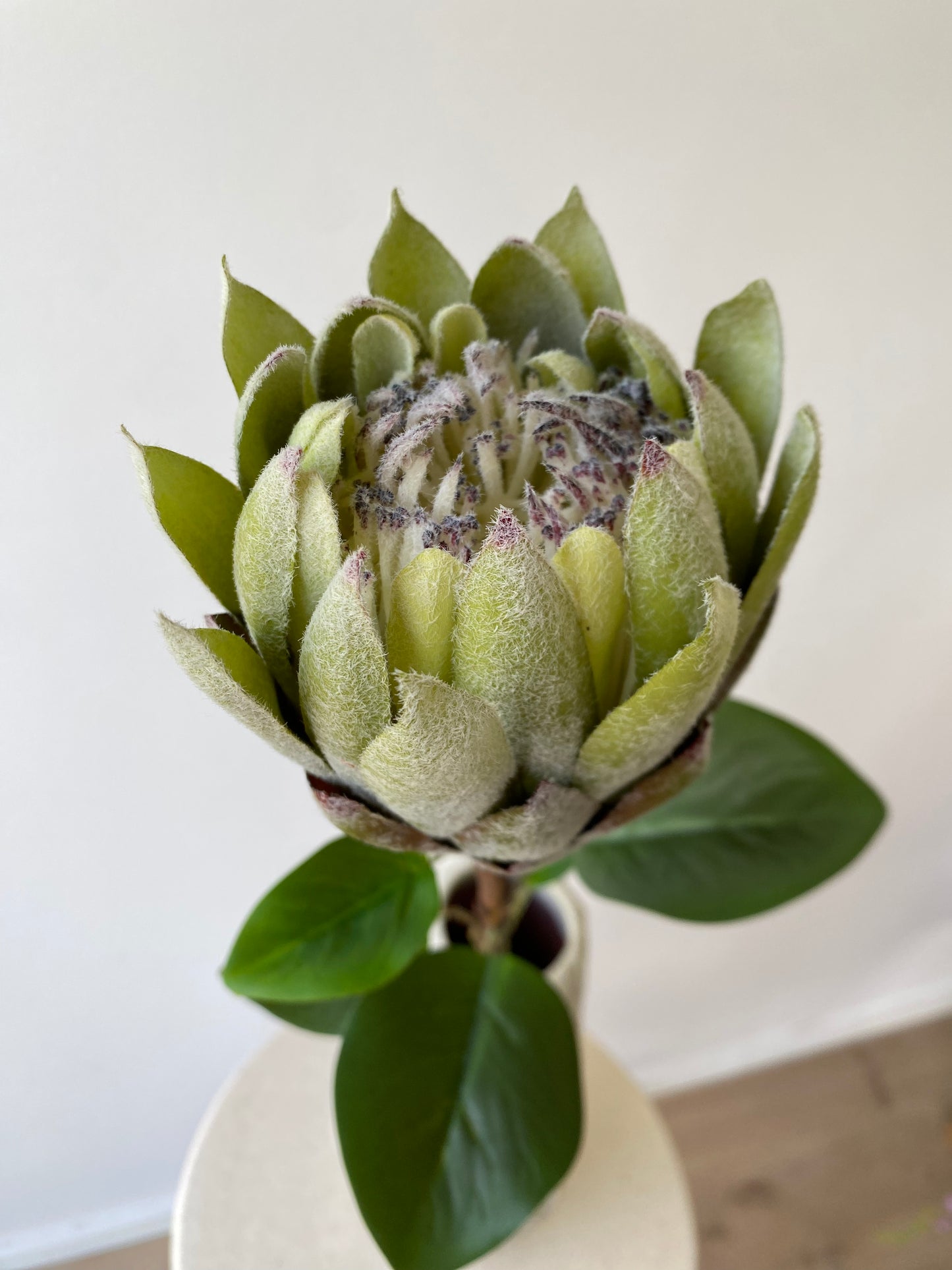 Protea