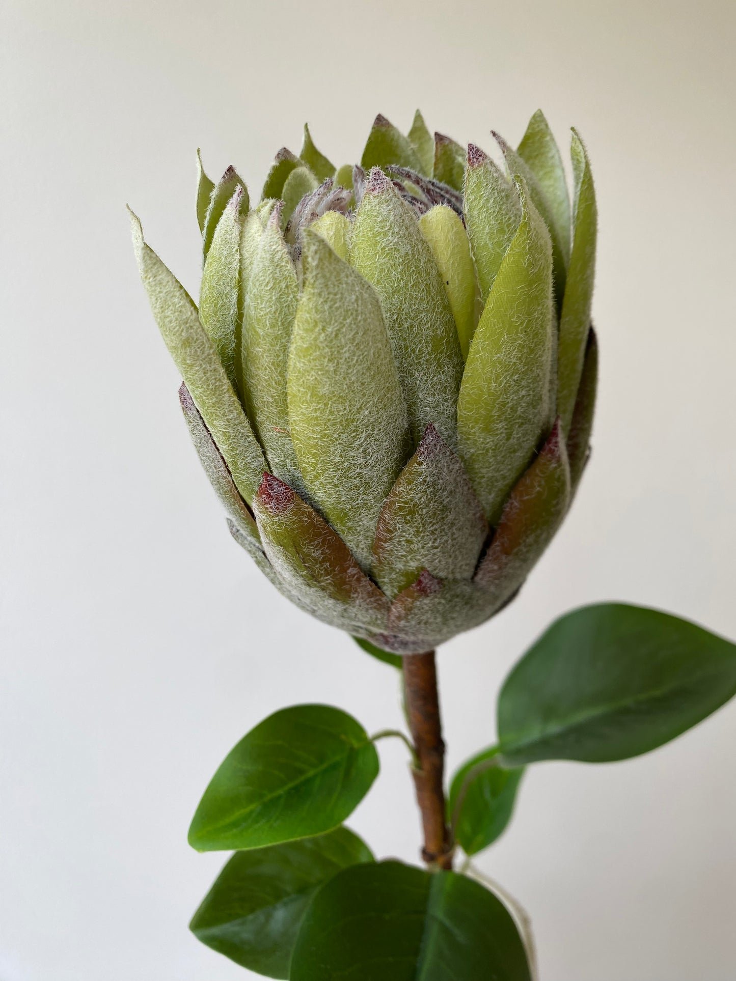 Protea